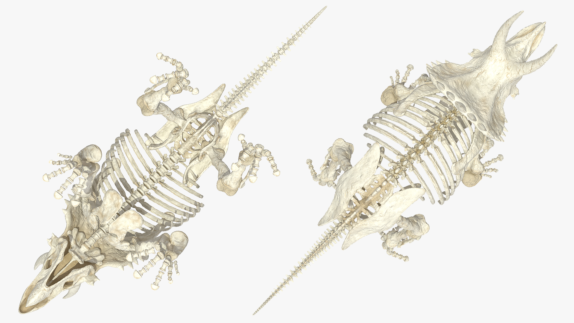 3D model Triceratops Skeleton