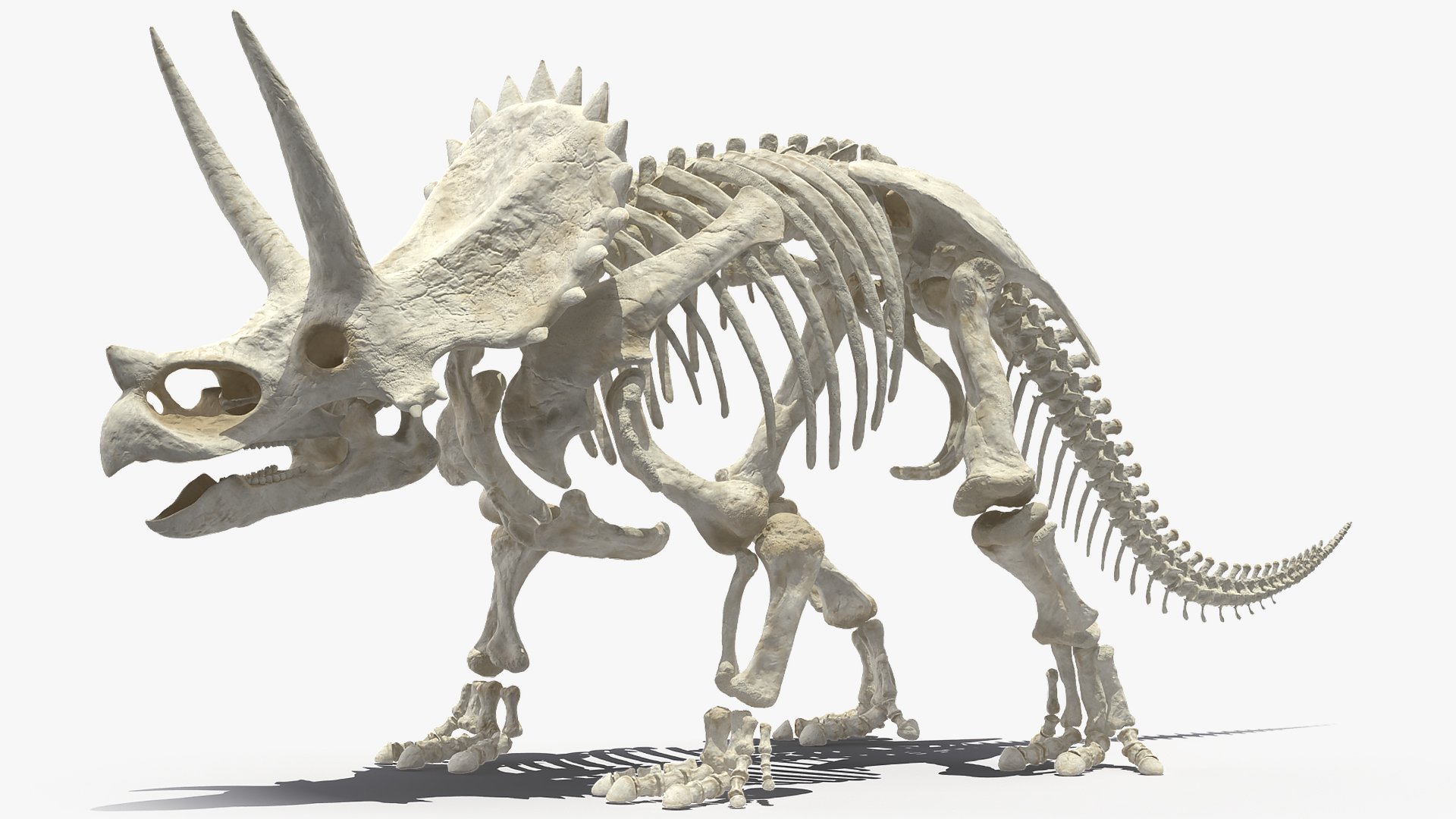 3D model Triceratops Skeleton
