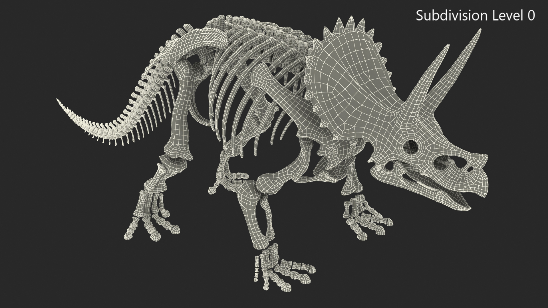 3D model Triceratops Skeleton