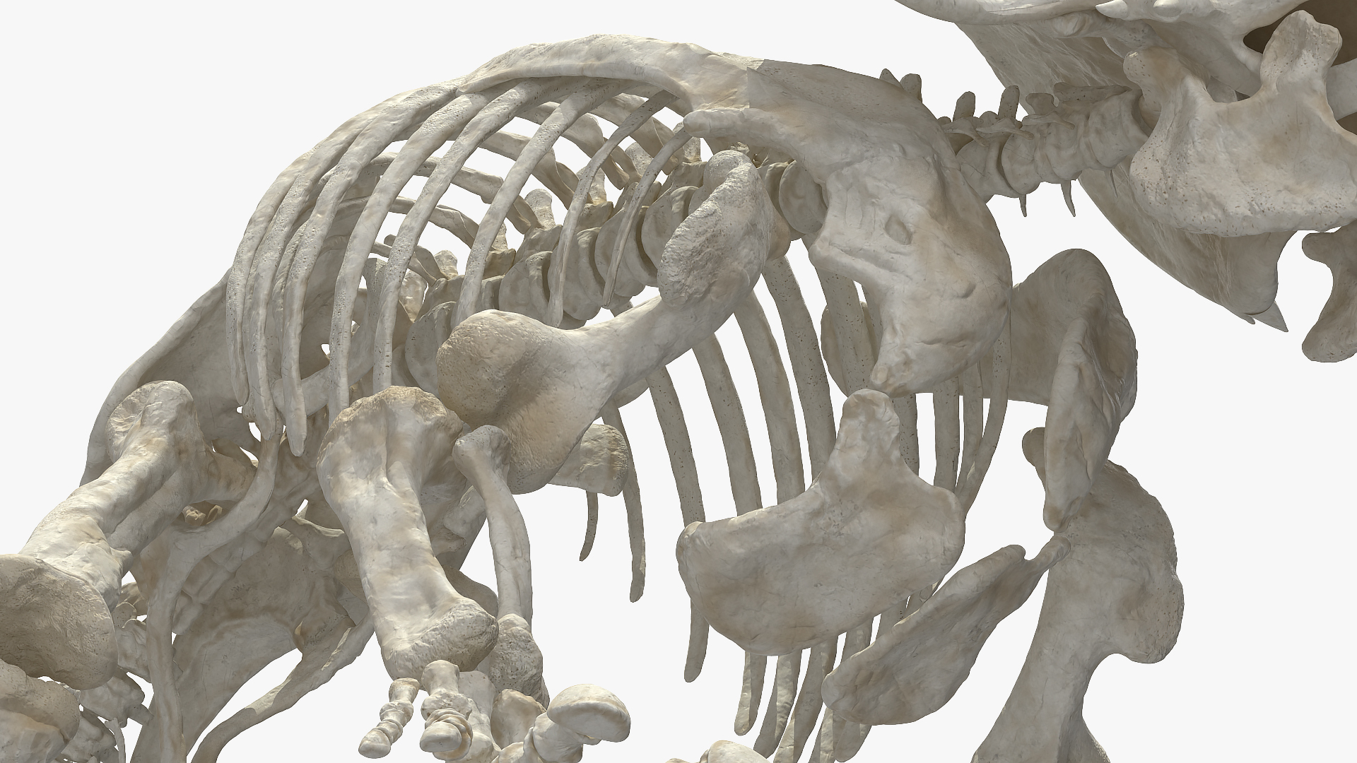3D model Triceratops Skeleton