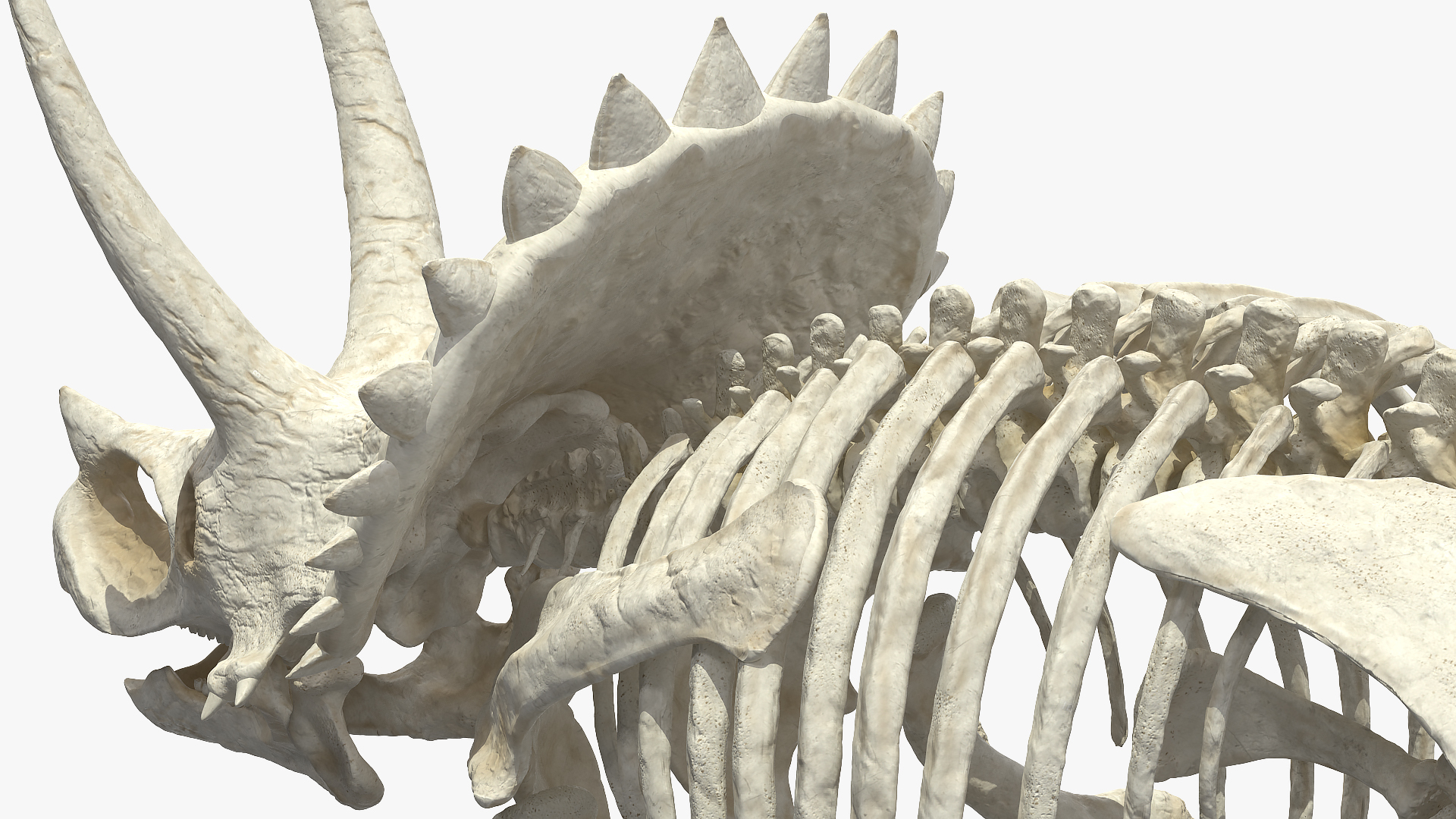 3D model Triceratops Skeleton