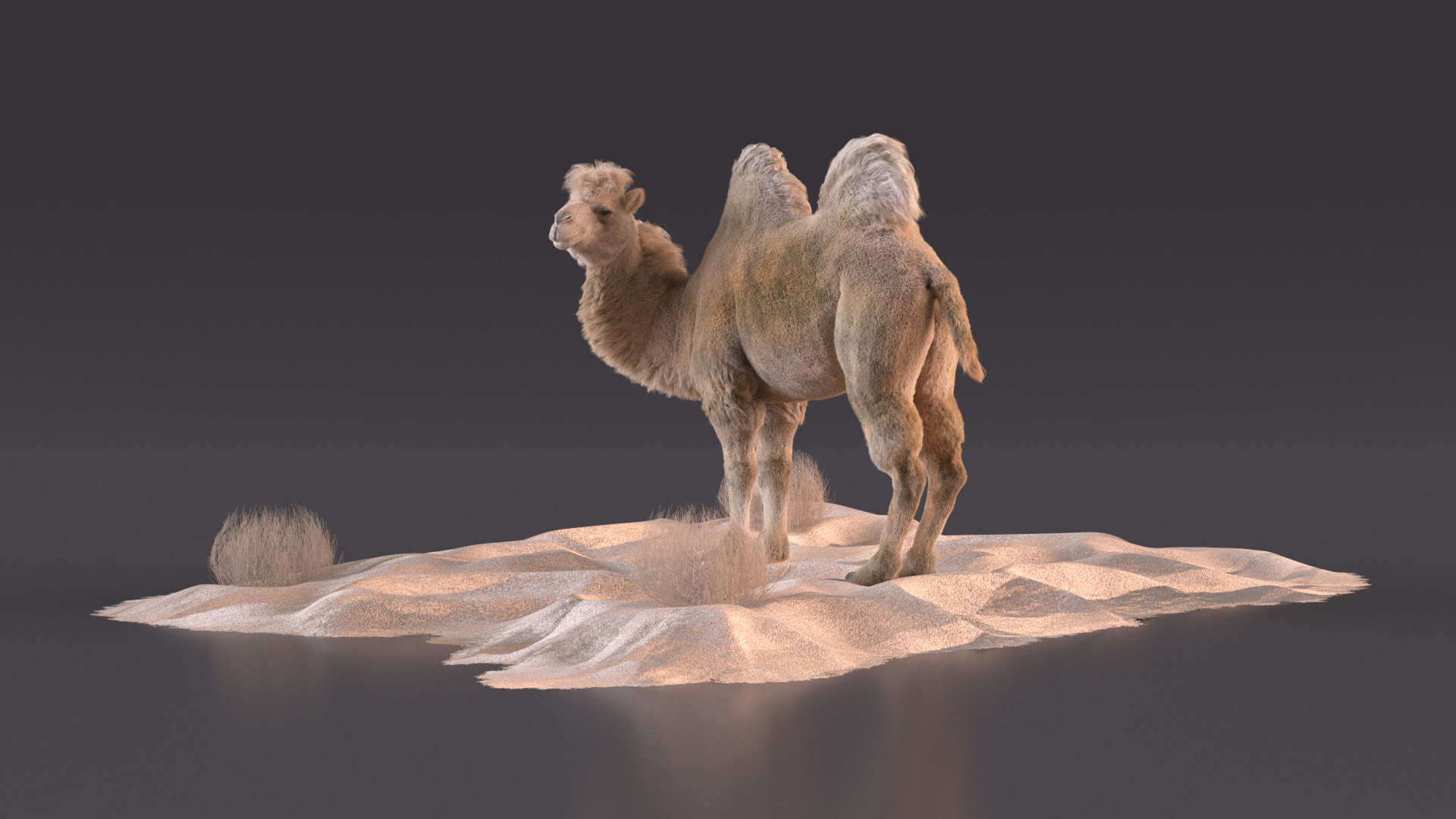 3D Bactrian Camel on Desert Sand Fur model