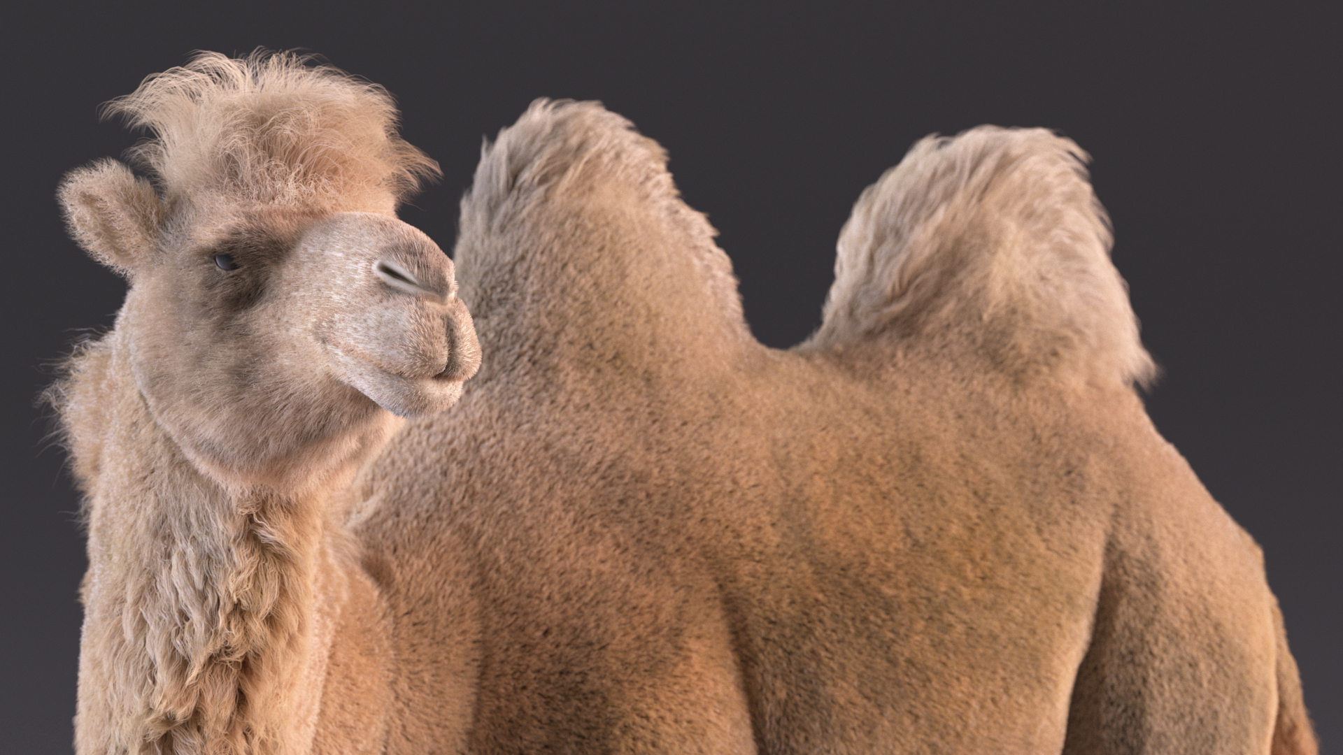 3D Bactrian Camel on Desert Sand Fur model