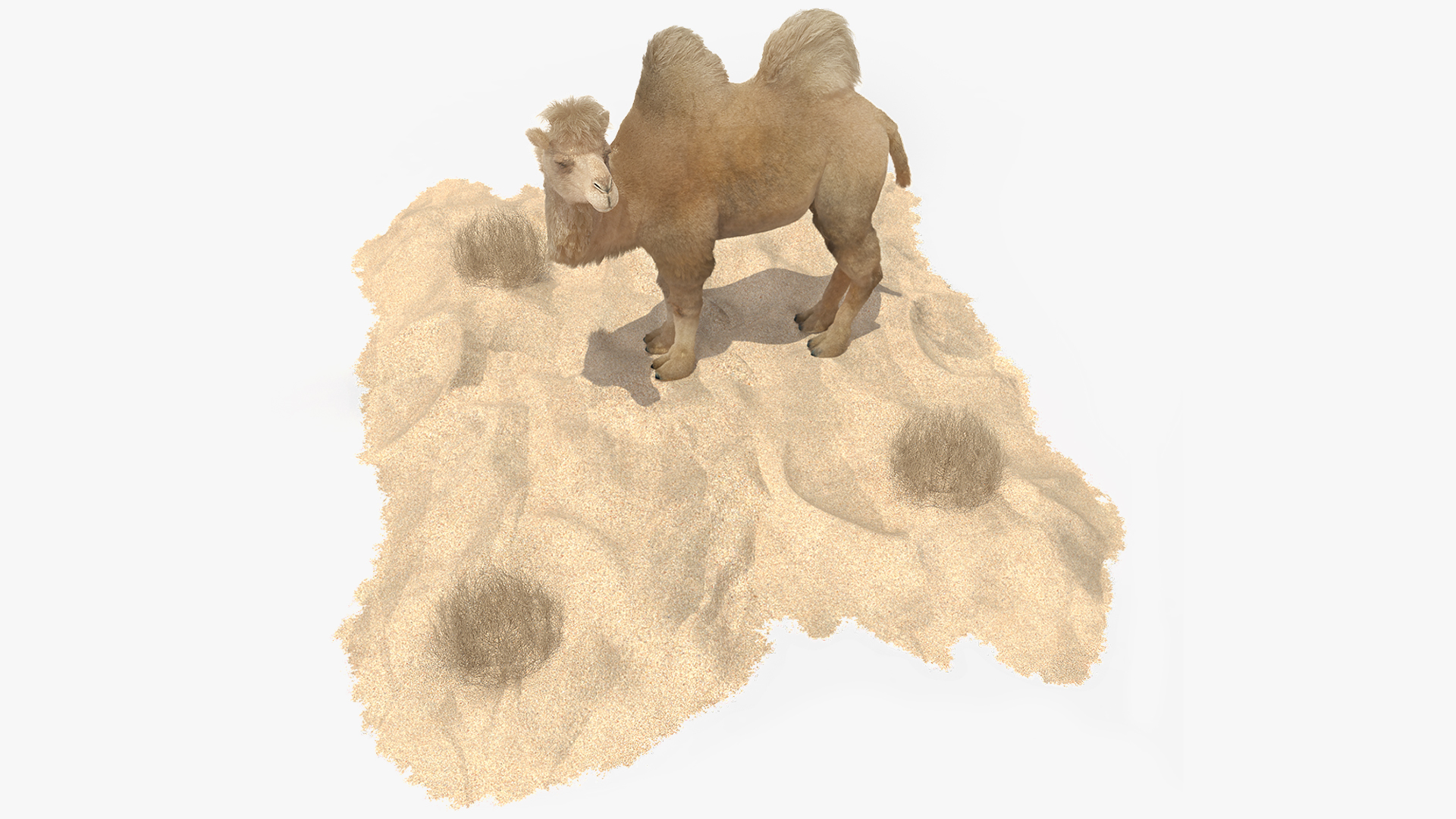3D Bactrian Camel on Desert Sand Fur model