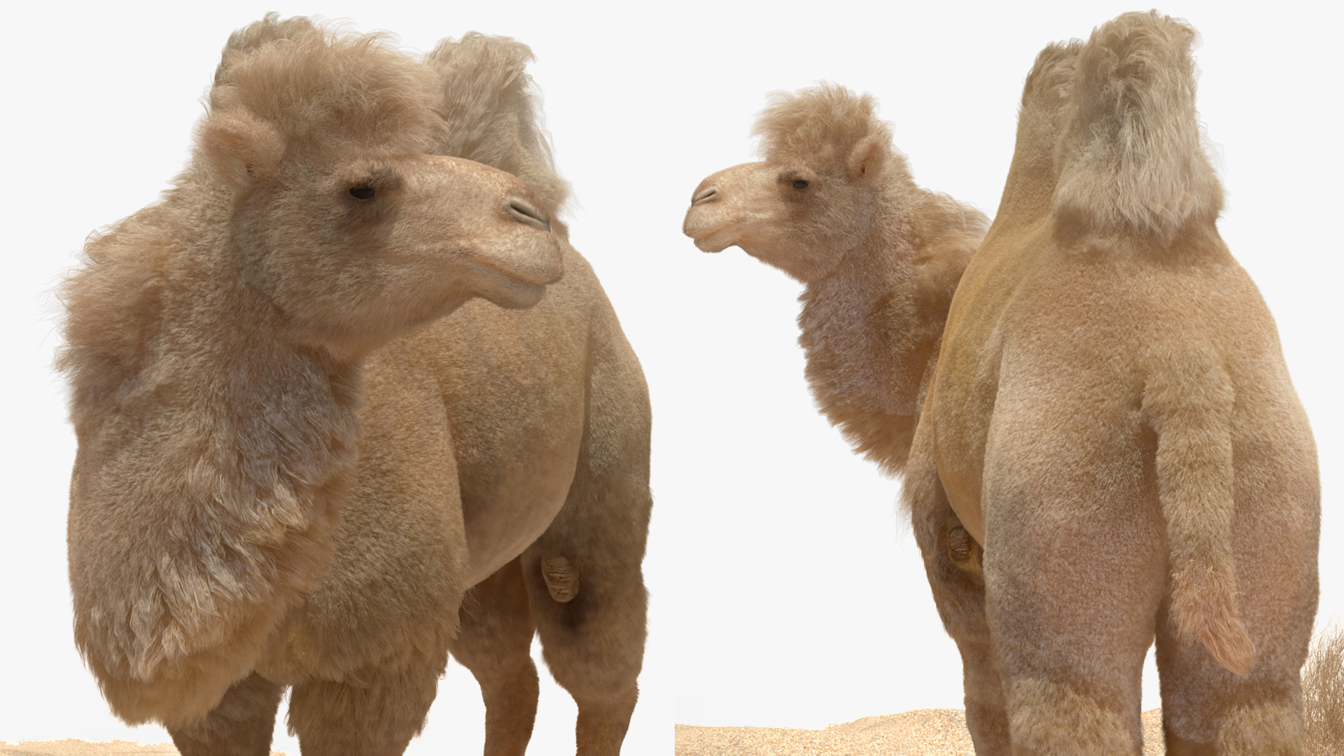 3D Bactrian Camel on Desert Sand Fur model