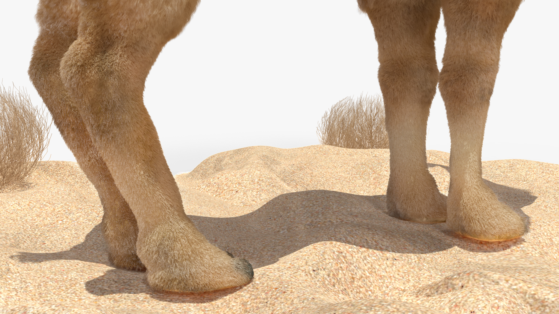 3D Bactrian Camel on Desert Sand Fur model