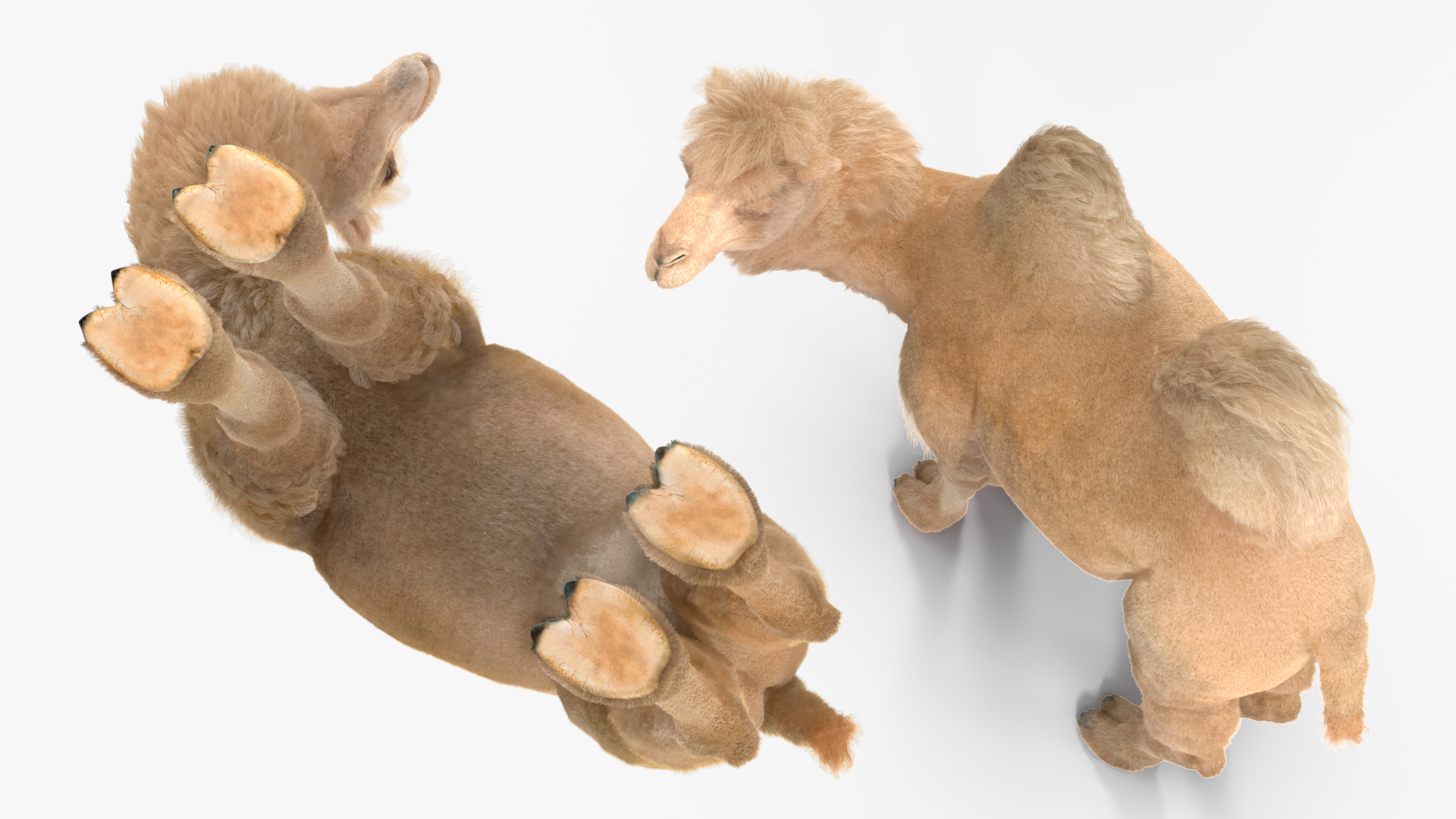 3D Bactrian Camel on Desert Sand Fur model