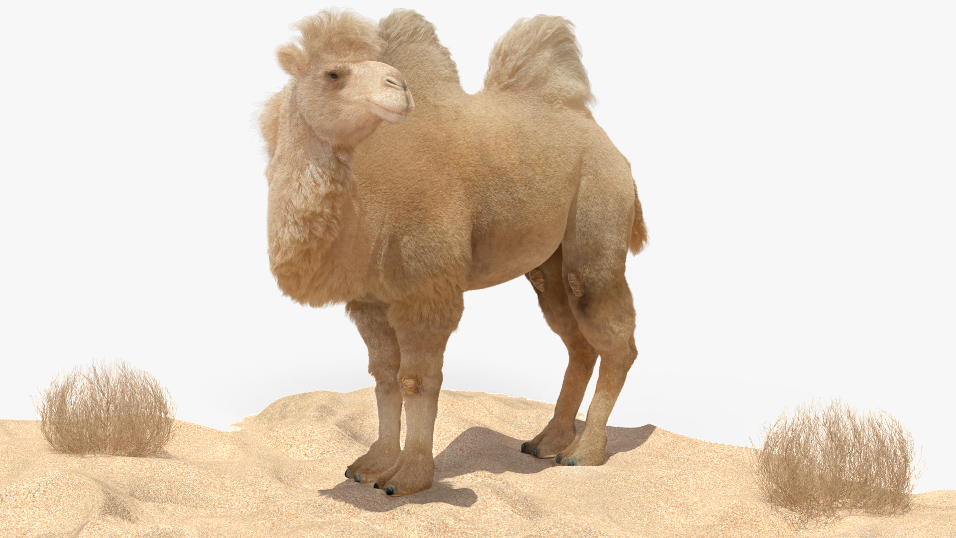 3D Bactrian Camel on Desert Sand Fur model