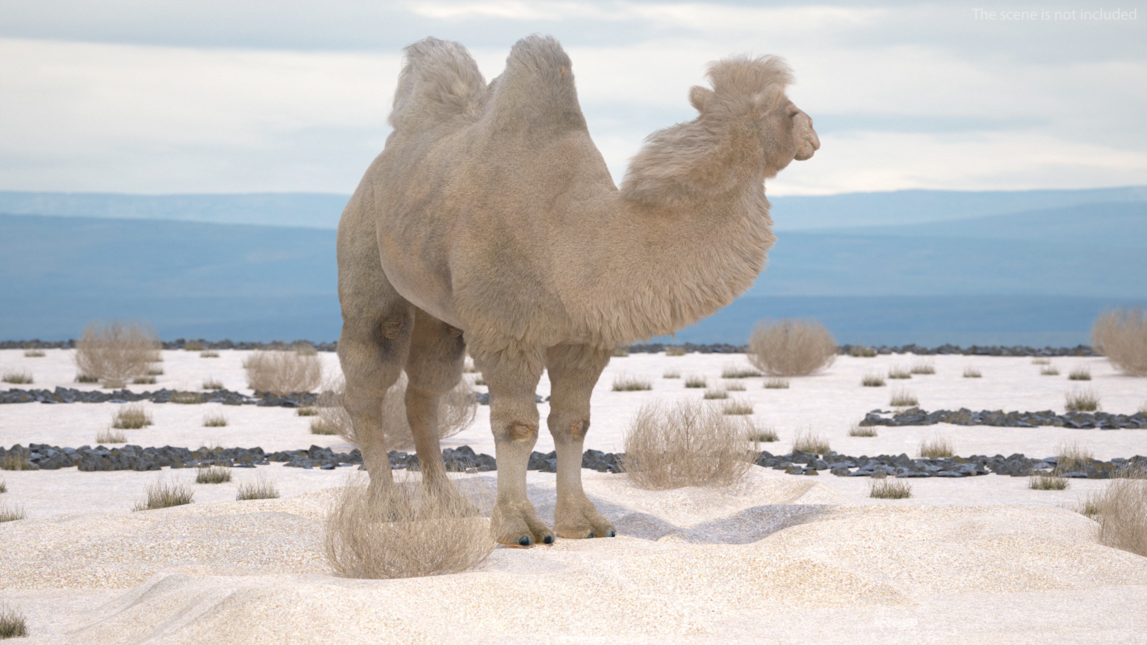 3D Bactrian Camel on Desert Sand Fur model