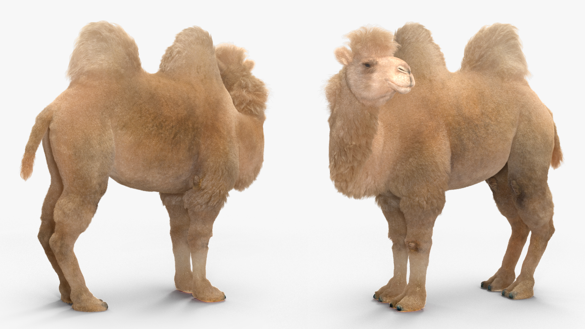 3D Bactrian Camel on Desert Sand Fur model