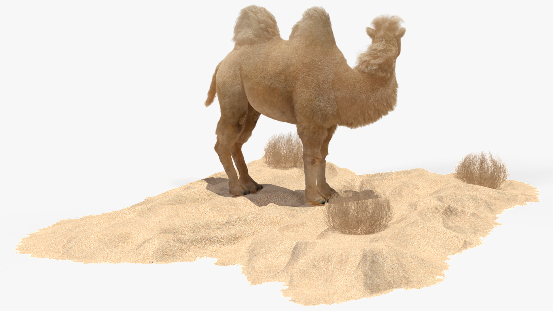 3D Bactrian Camel on Desert Sand Fur model