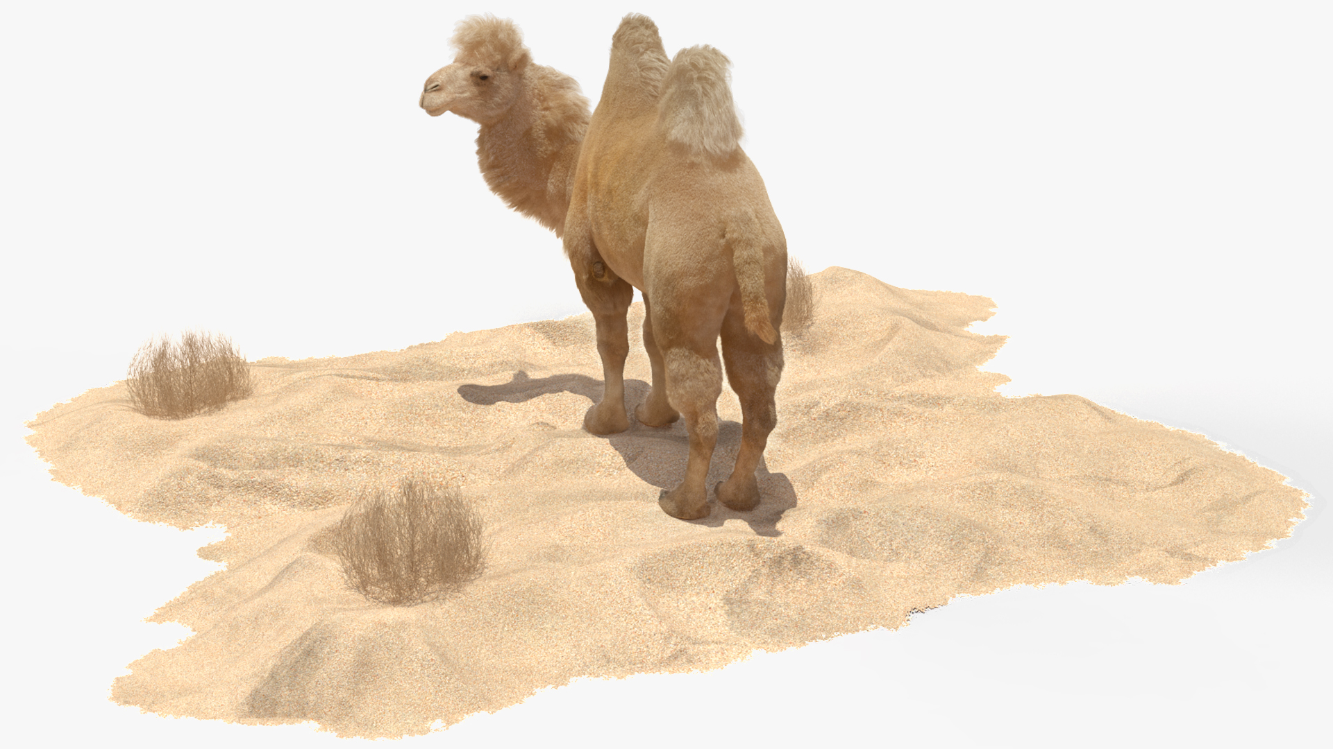 3D Bactrian Camel on Desert Sand Fur model