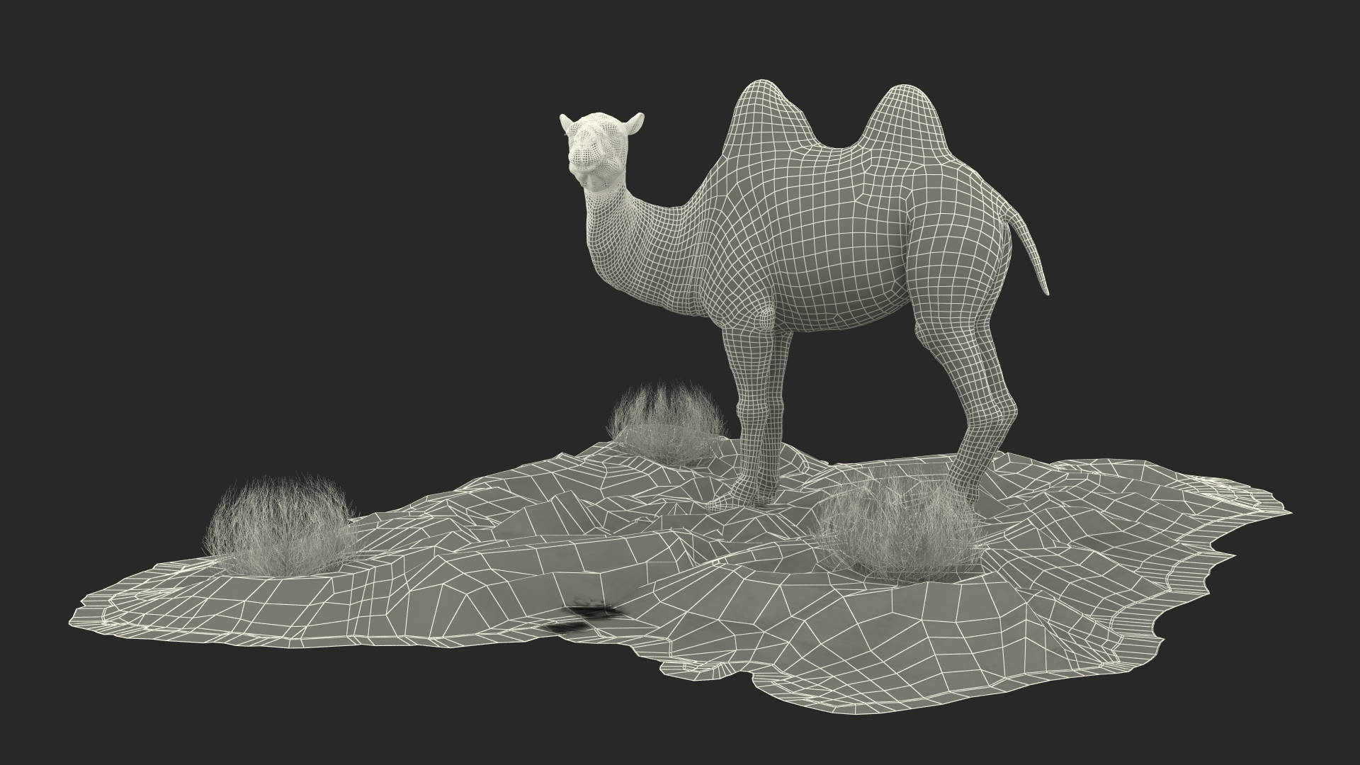 3D Bactrian Camel on Desert Sand Fur model