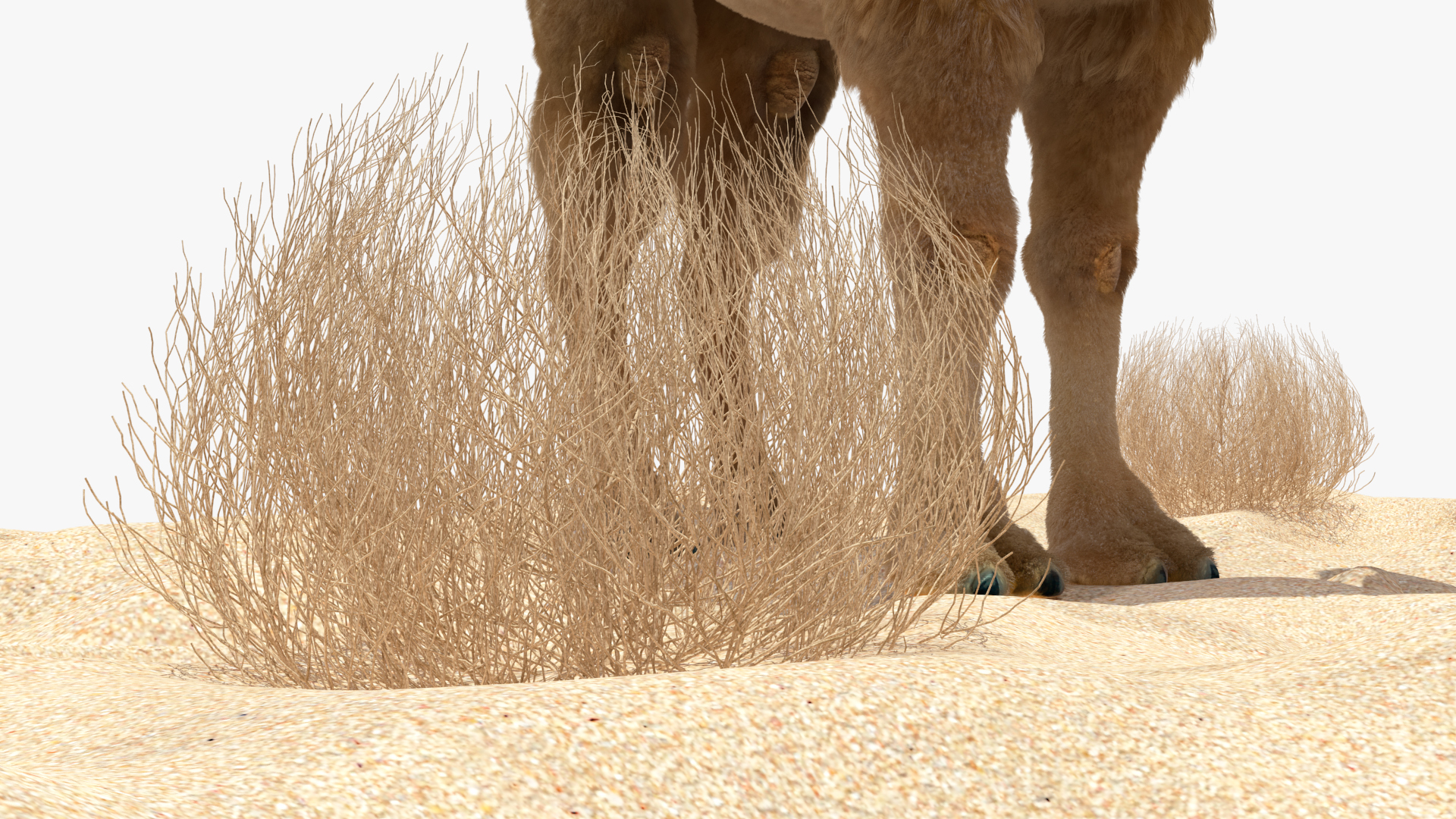 3D Bactrian Camel on Desert Sand Fur model