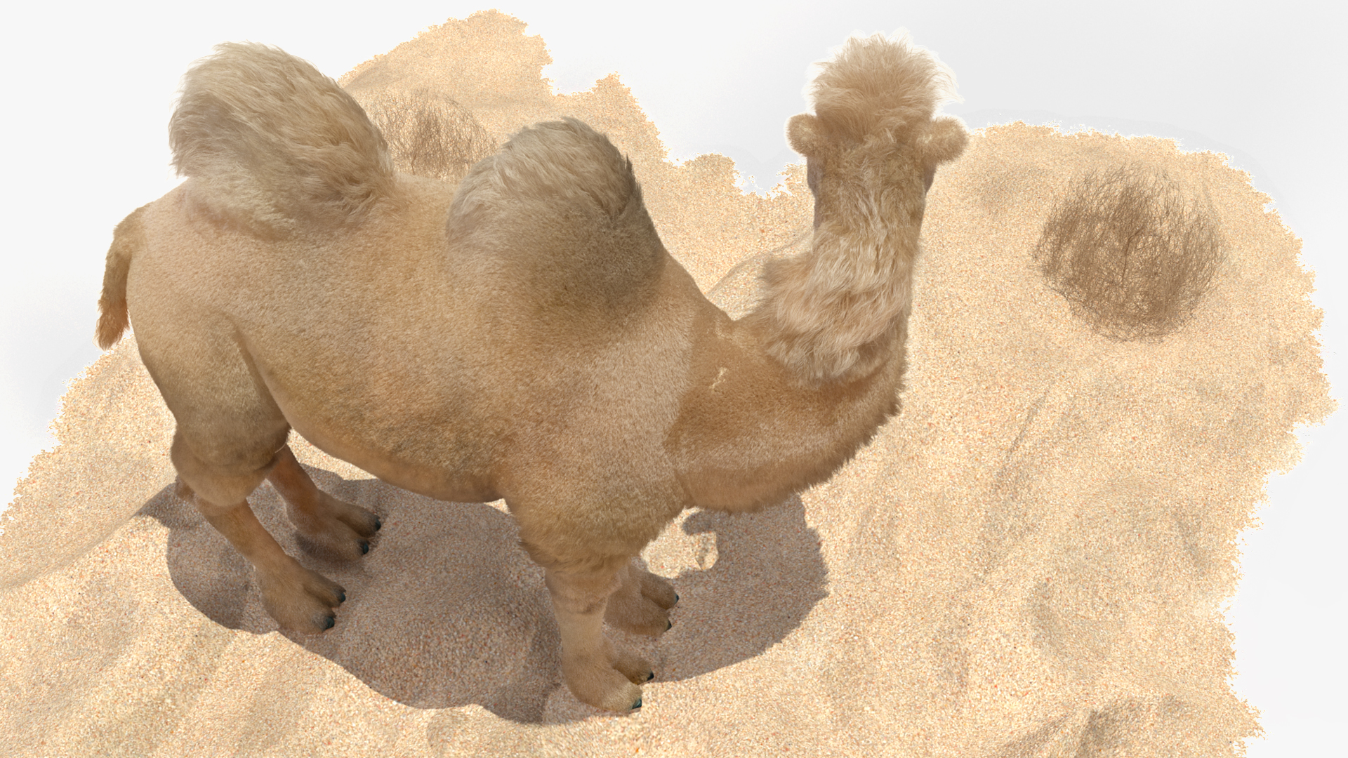 3D Bactrian Camel on Desert Sand Fur model