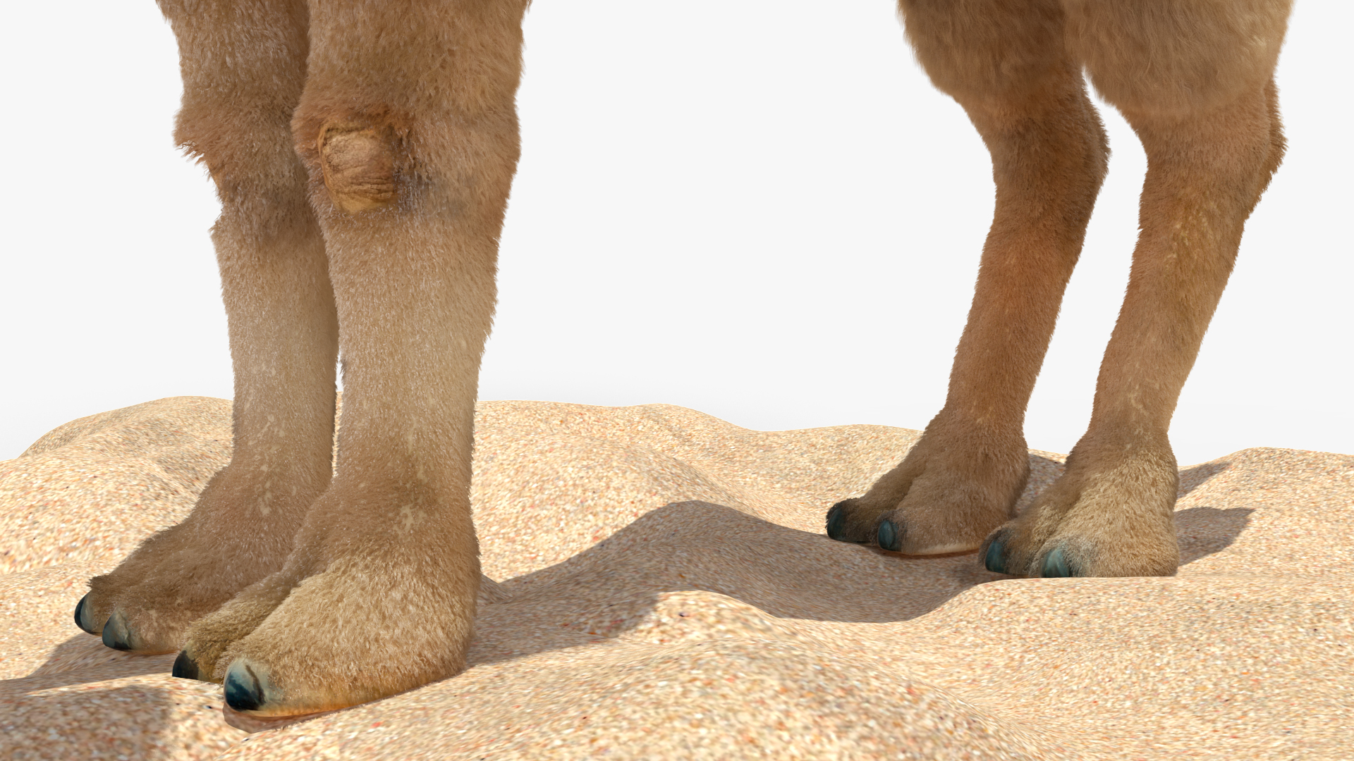 3D Bactrian Camel on Desert Sand Fur model
