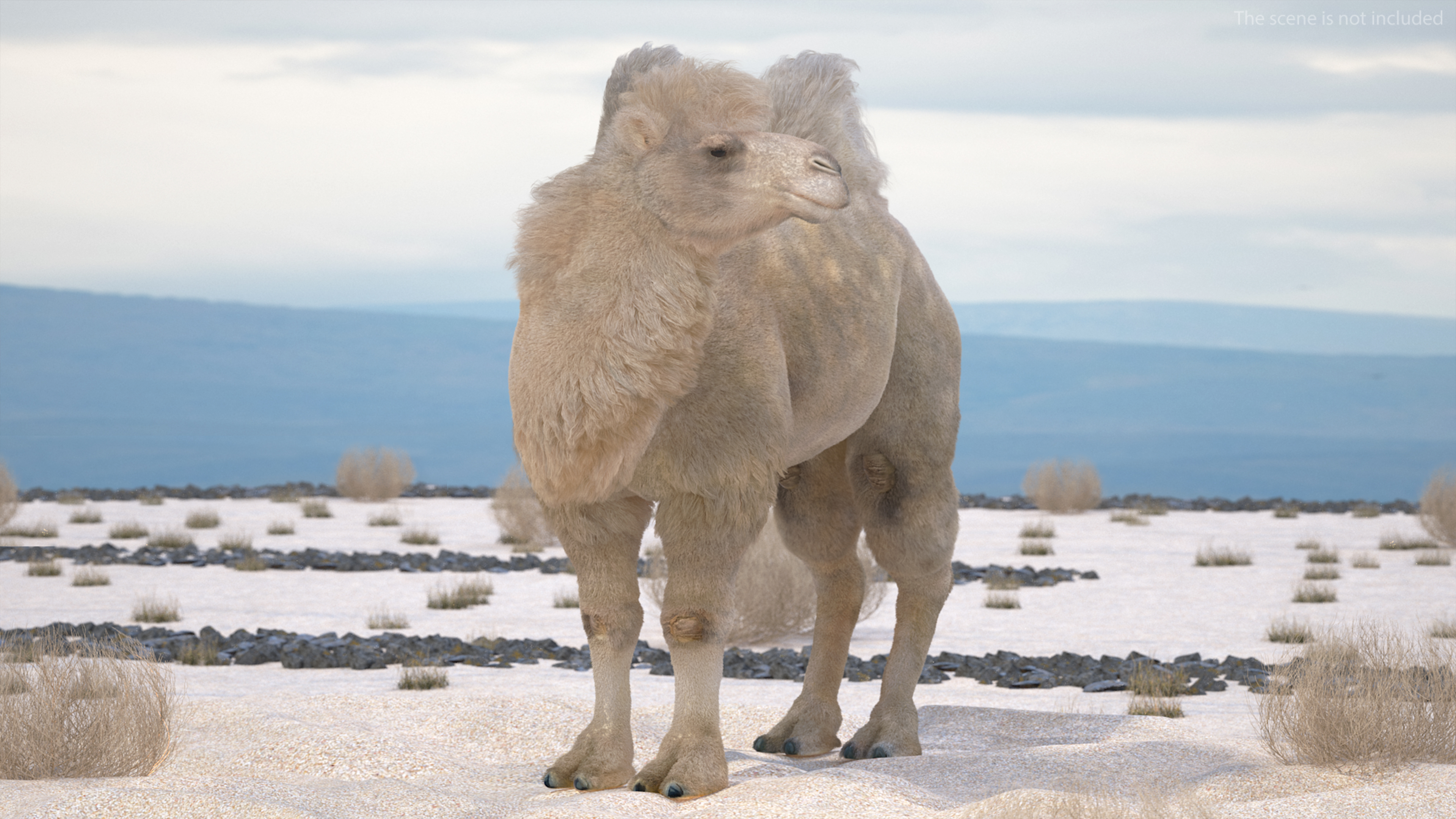 3D Bactrian Camel on Desert Sand Fur model