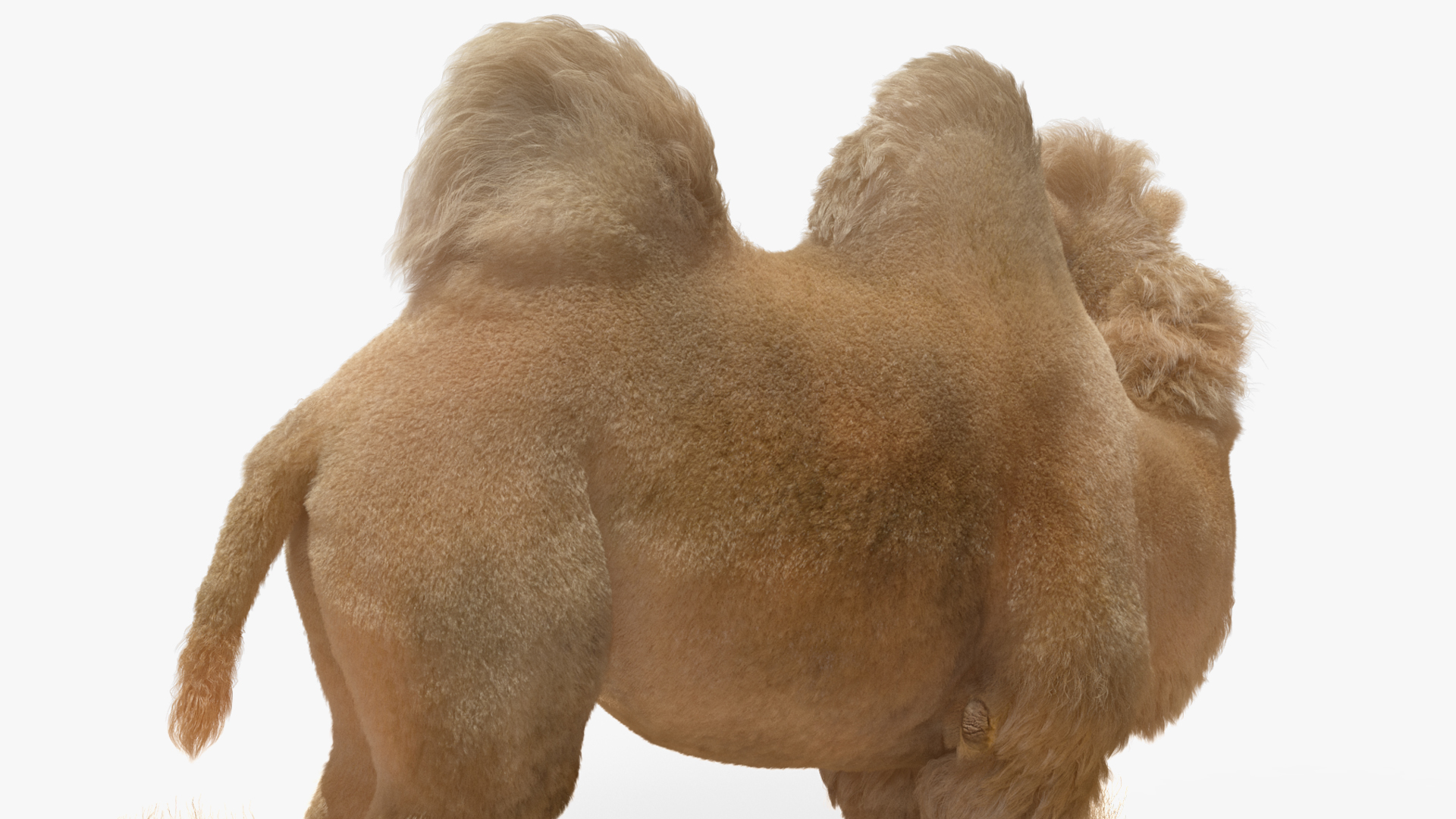 3D Bactrian Camel on Desert Sand Fur model