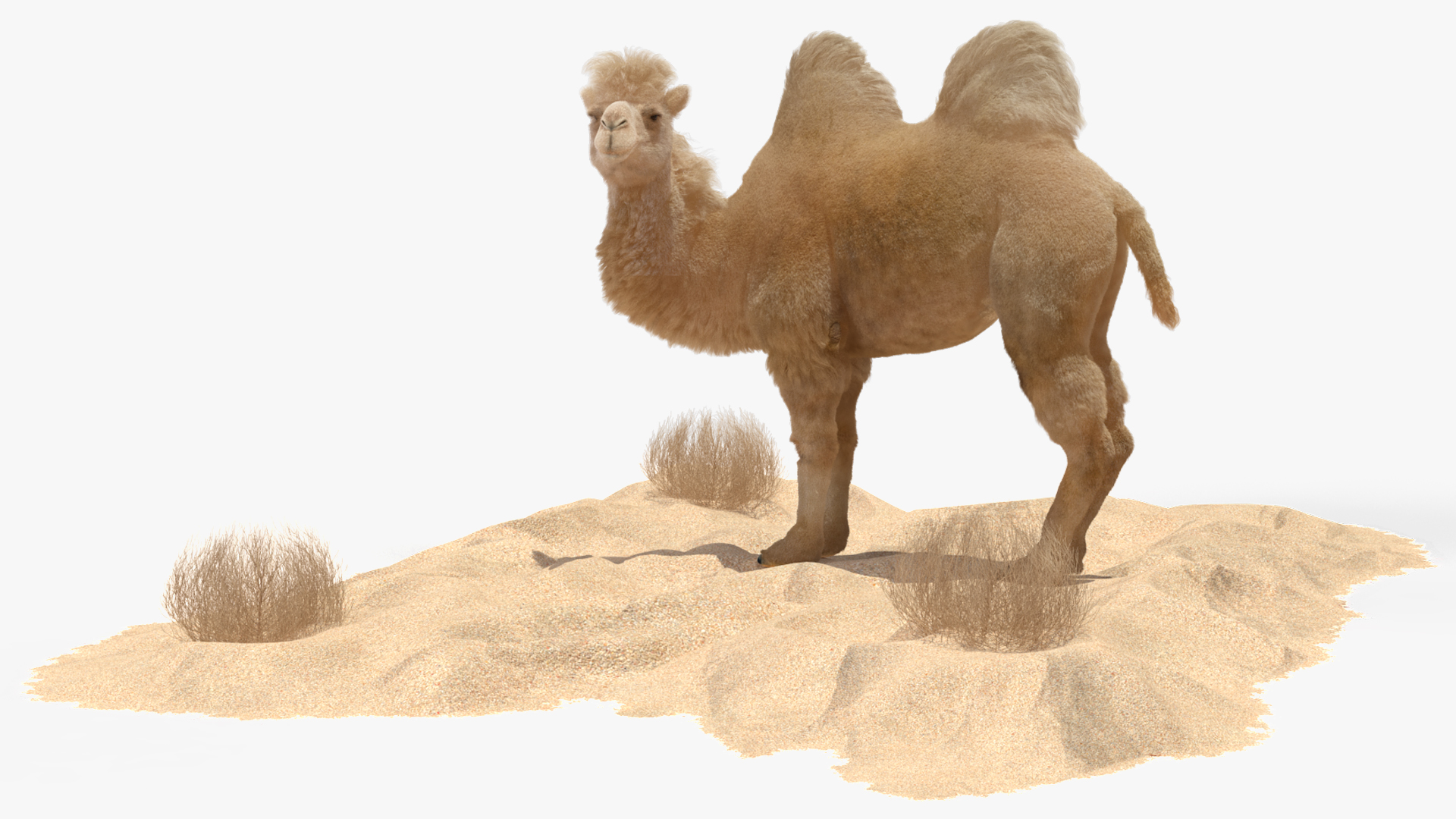3D Bactrian Camel on Desert Sand Fur model