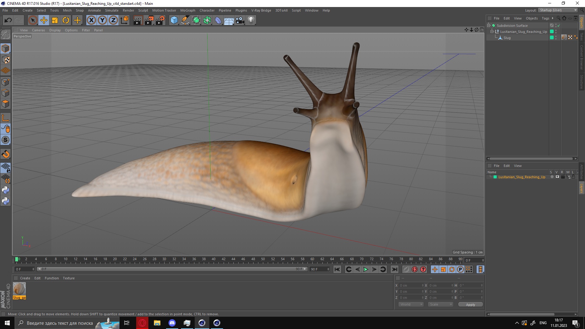 Lusitanian Slug Reaching Up 3D