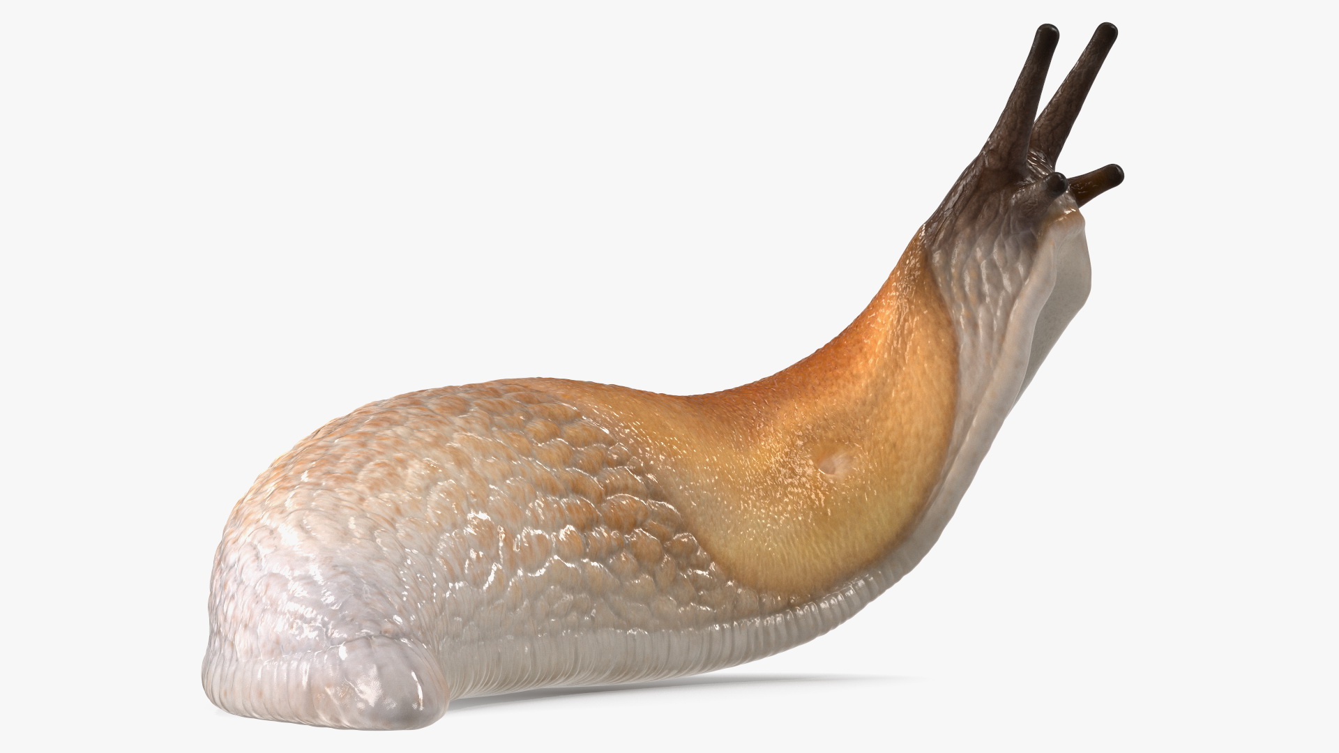 Lusitanian Slug Reaching Up 3D