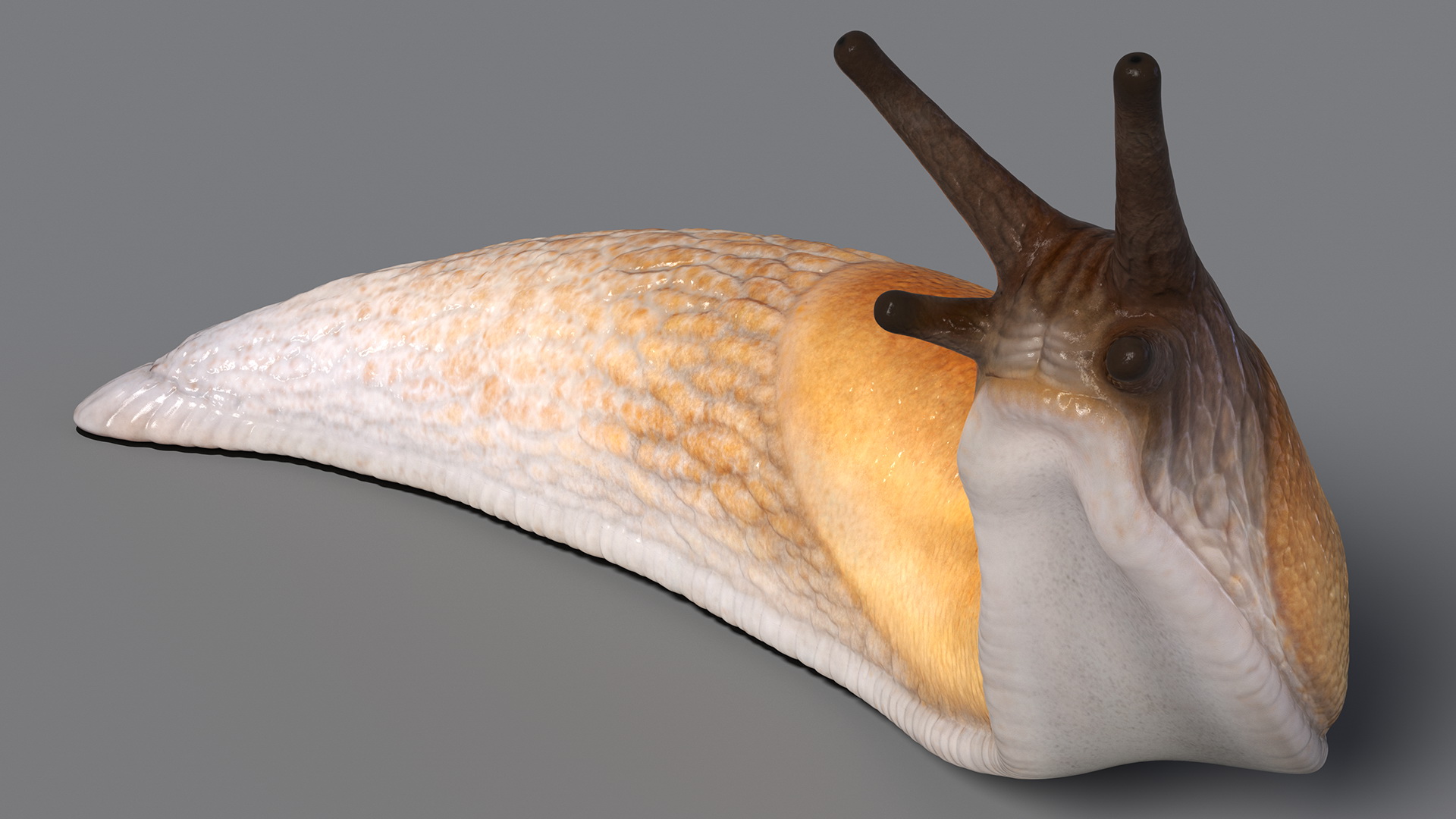 Lusitanian Slug Reaching Up 3D