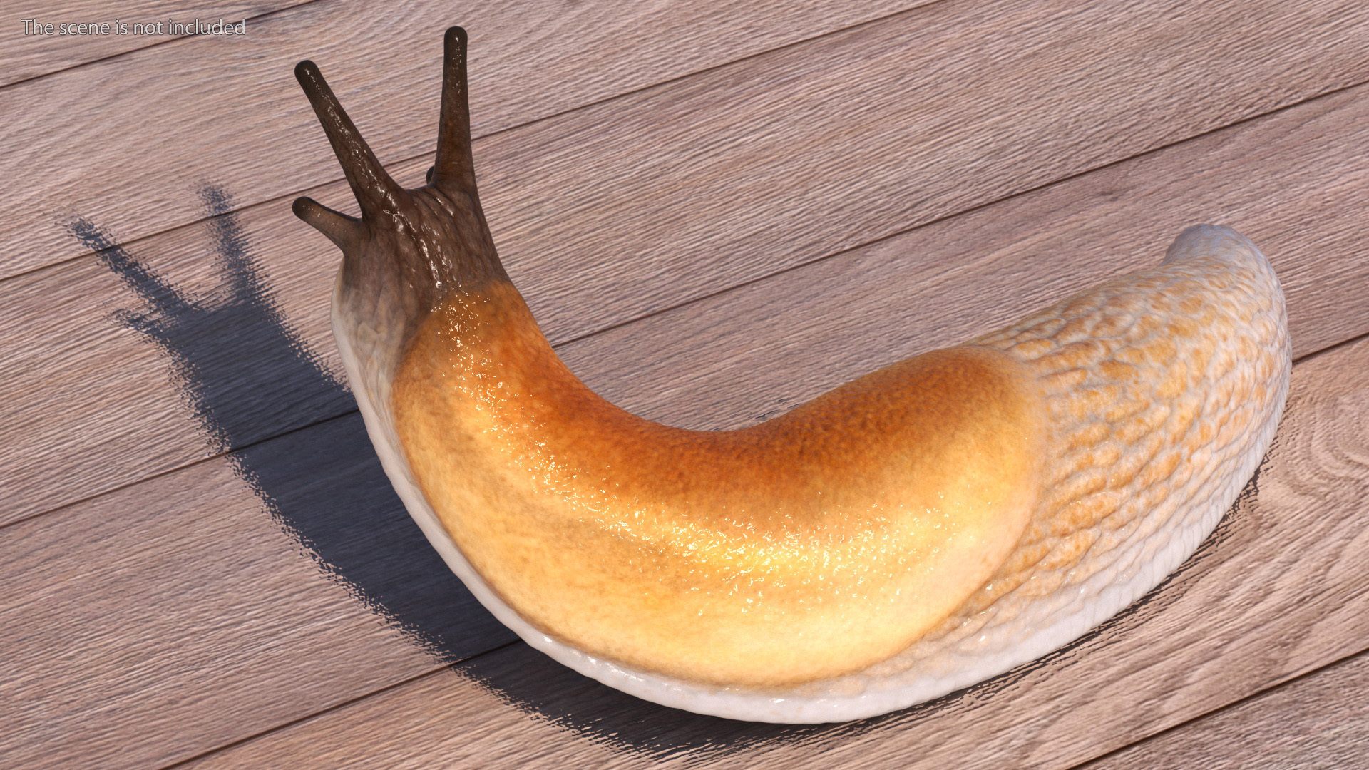 Lusitanian Slug Reaching Up 3D