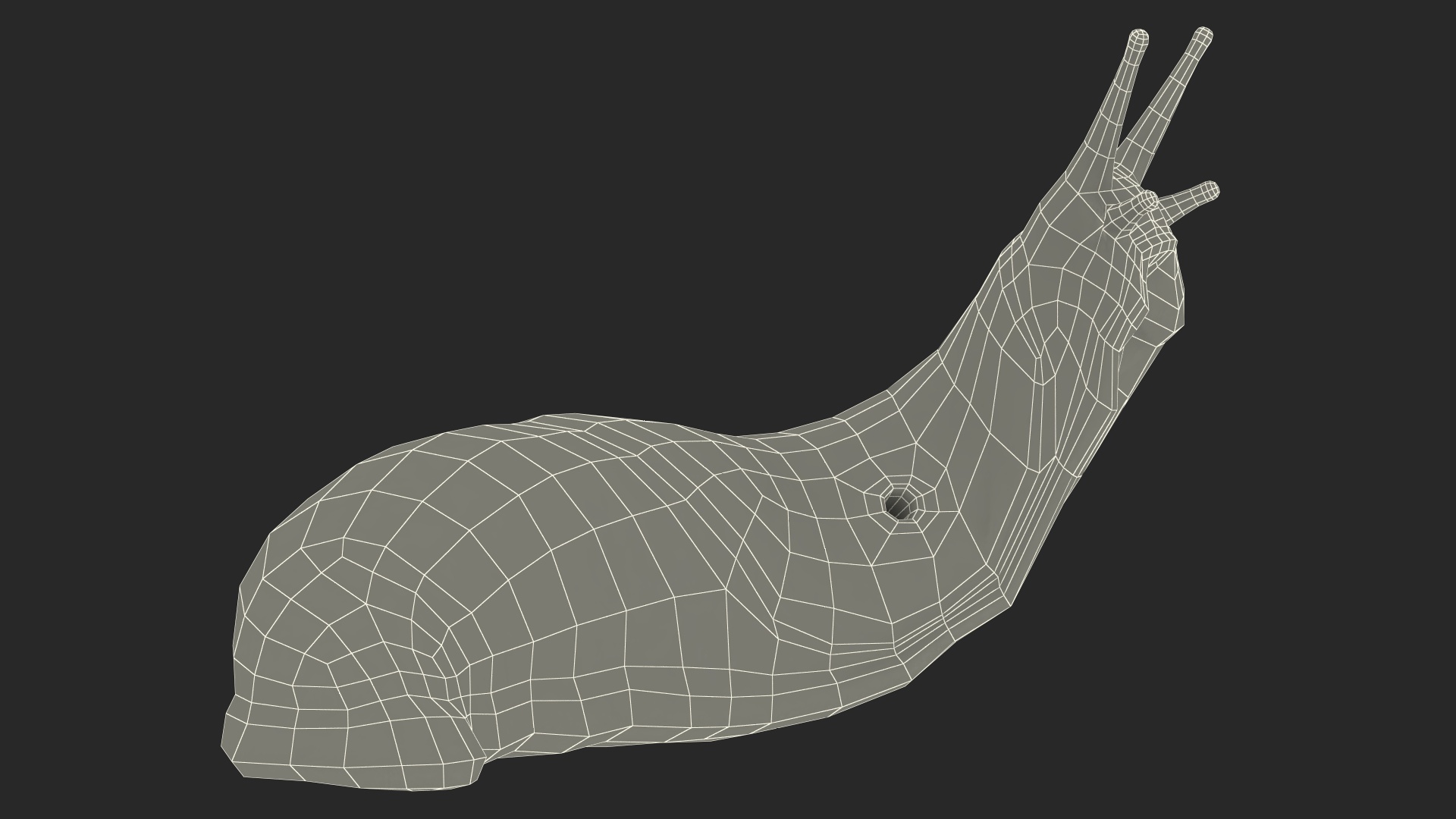 Lusitanian Slug Reaching Up 3D