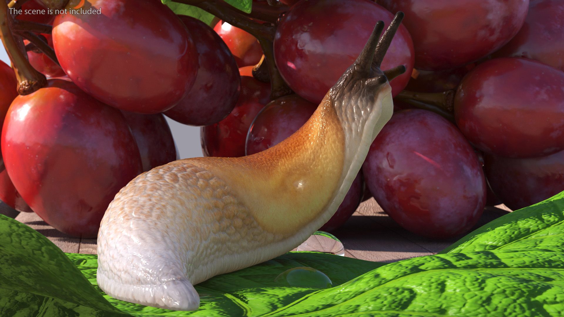 Lusitanian Slug Reaching Up 3D