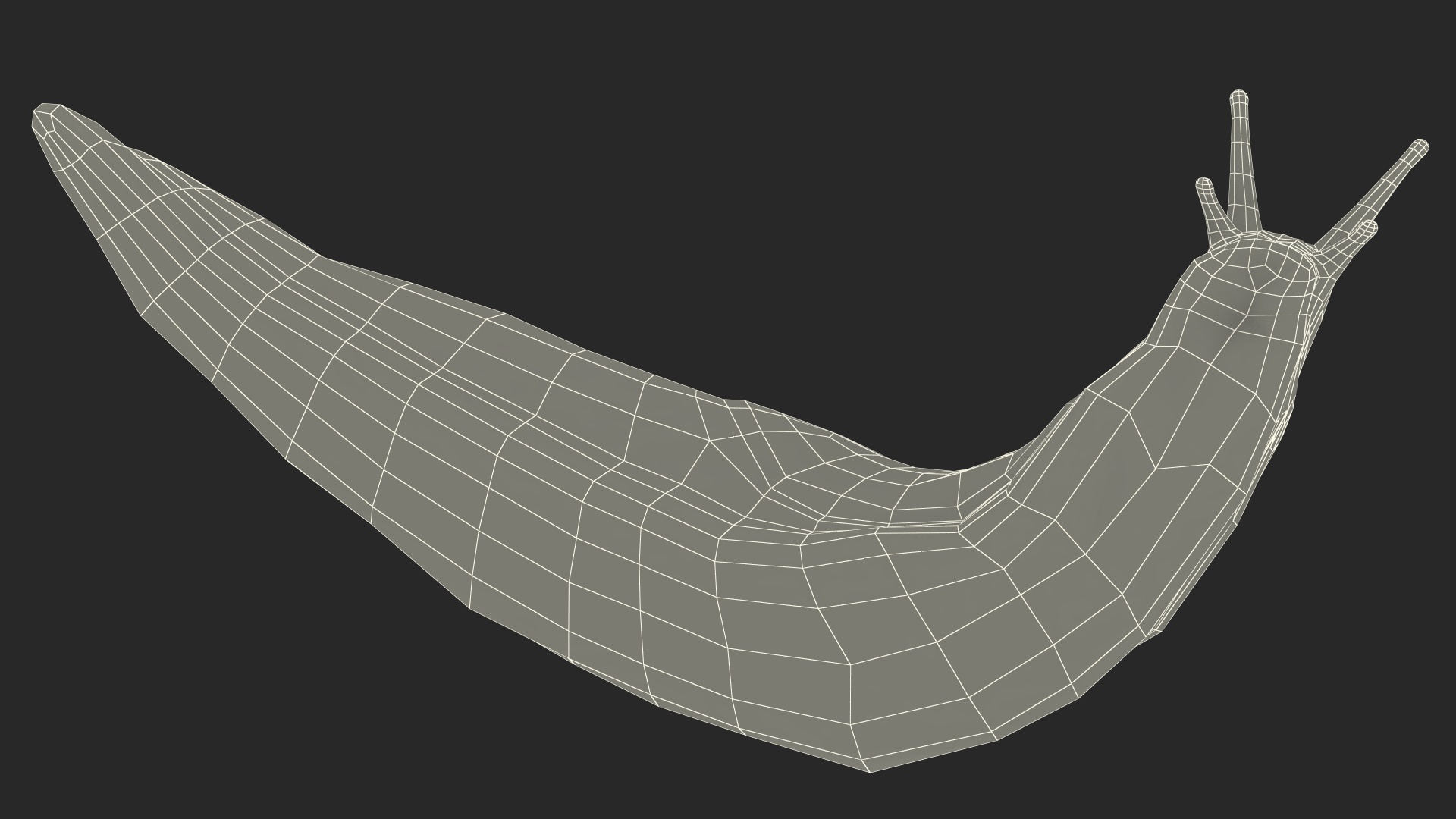 Lusitanian Slug Reaching Up 3D