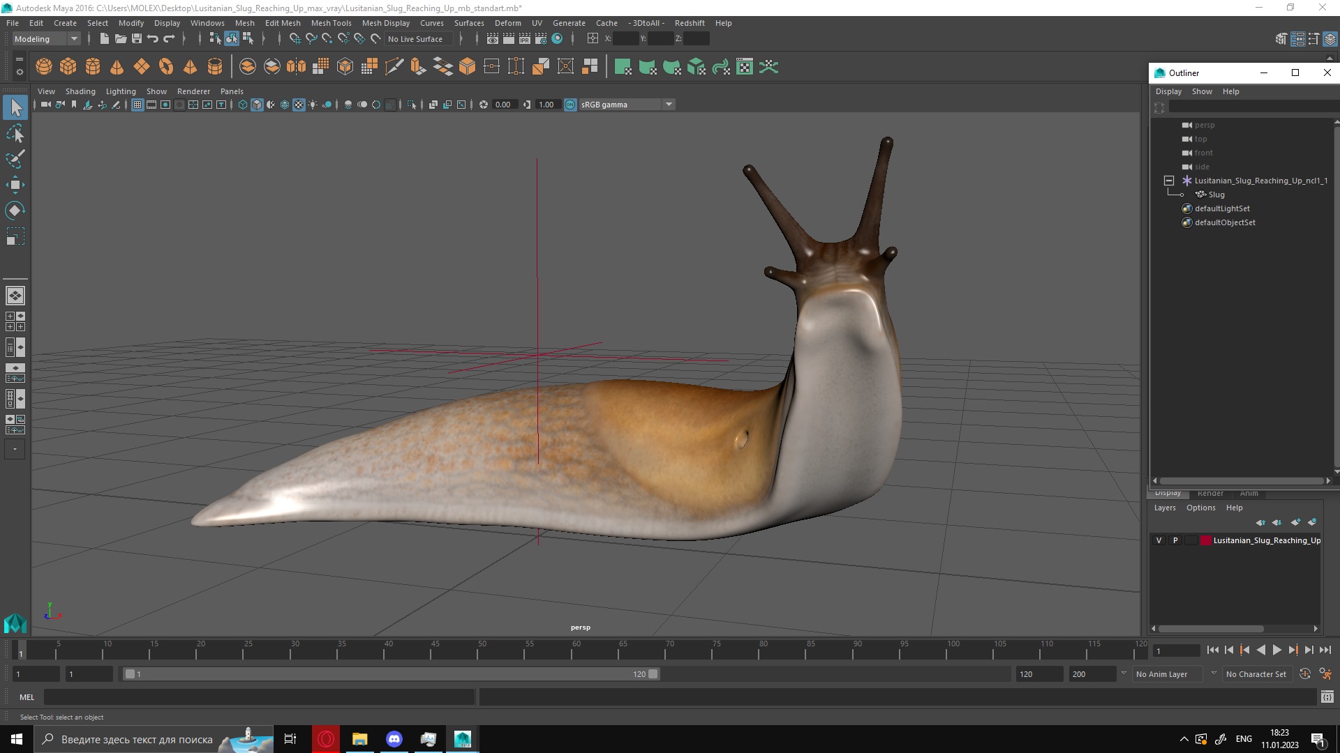 Lusitanian Slug Reaching Up 3D