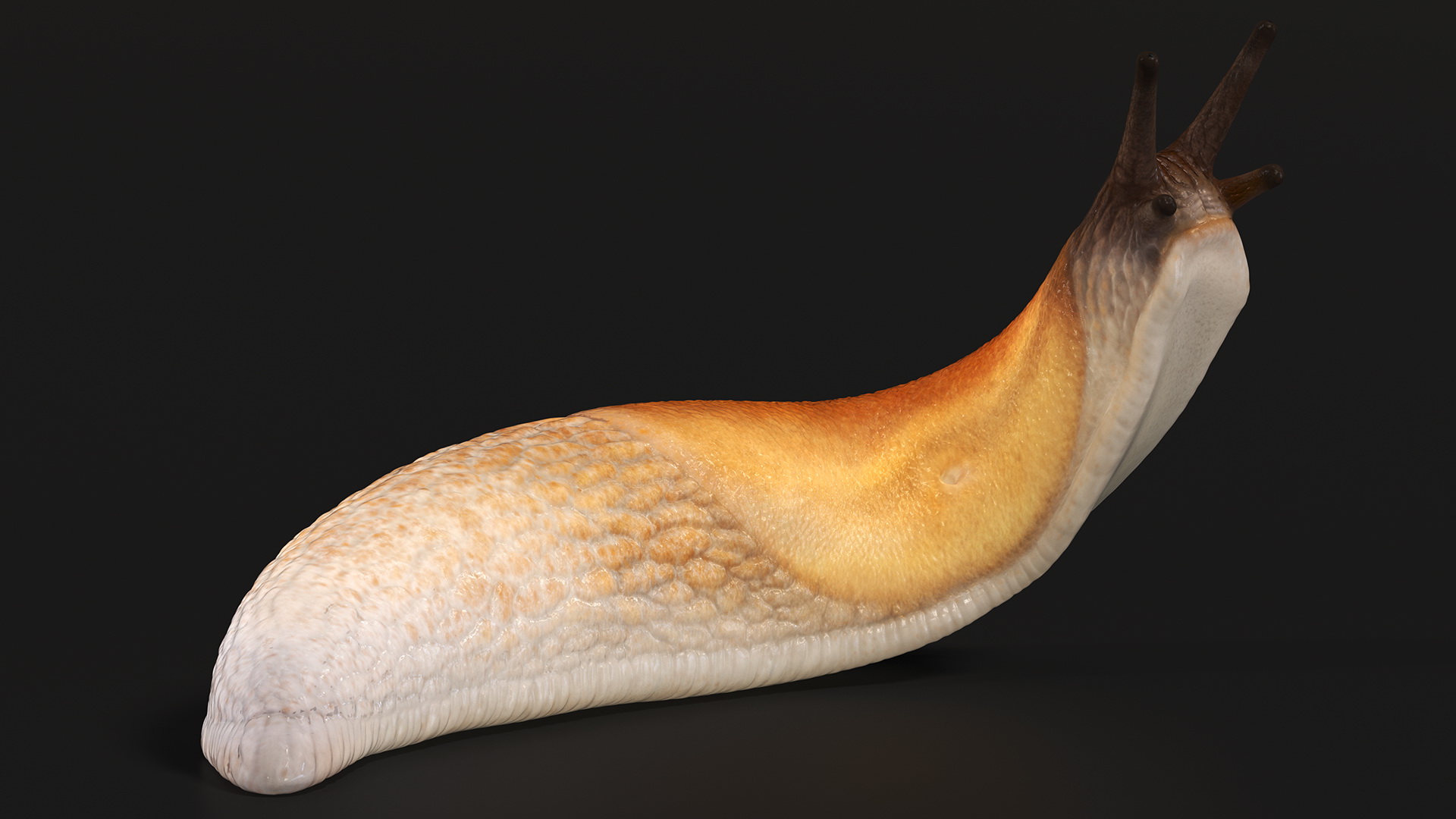 Lusitanian Slug Reaching Up 3D