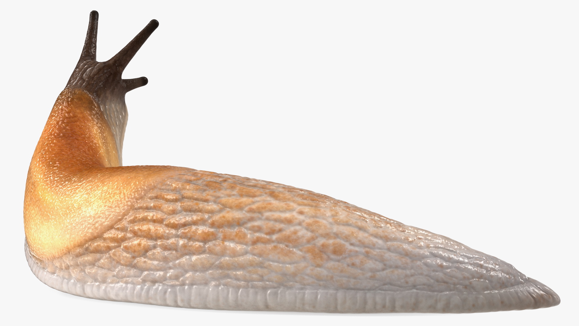 Lusitanian Slug Reaching Up 3D