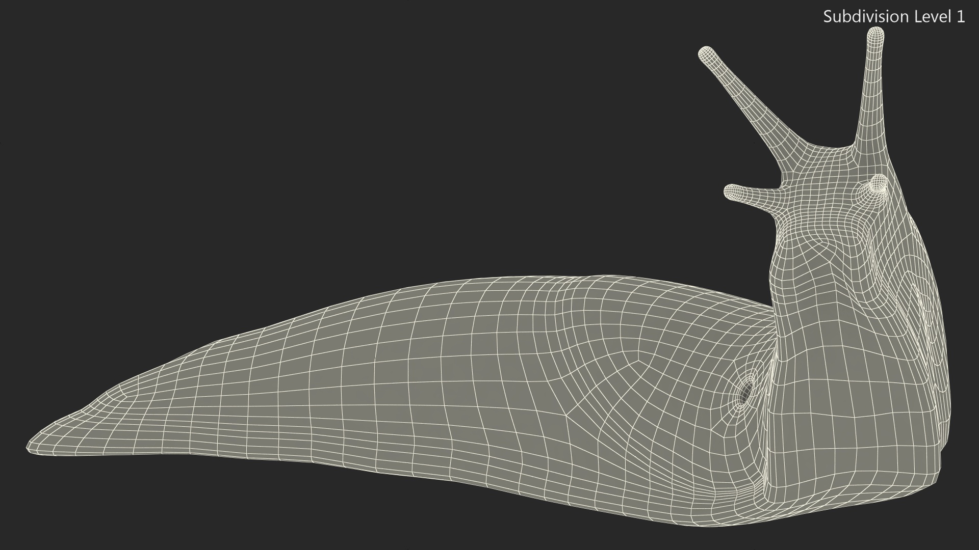 Lusitanian Slug Reaching Up 3D