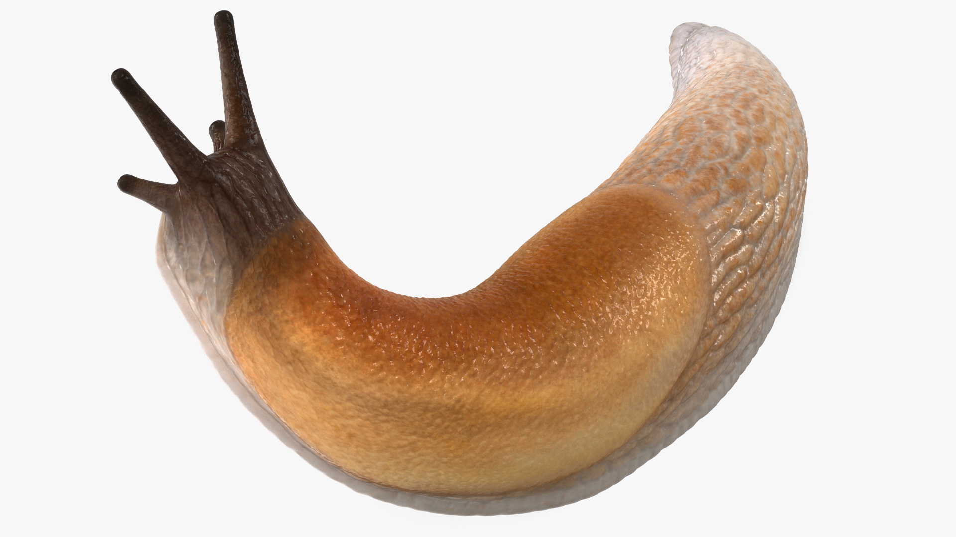 Lusitanian Slug Reaching Up 3D