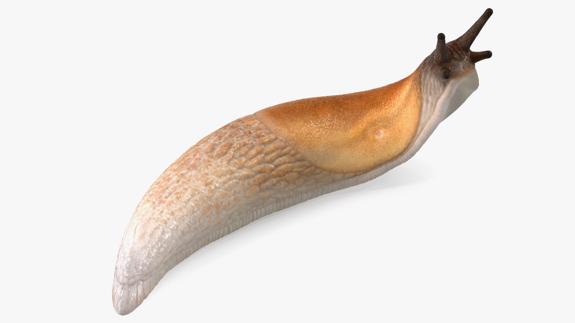 Lusitanian Slug Reaching Up 3D