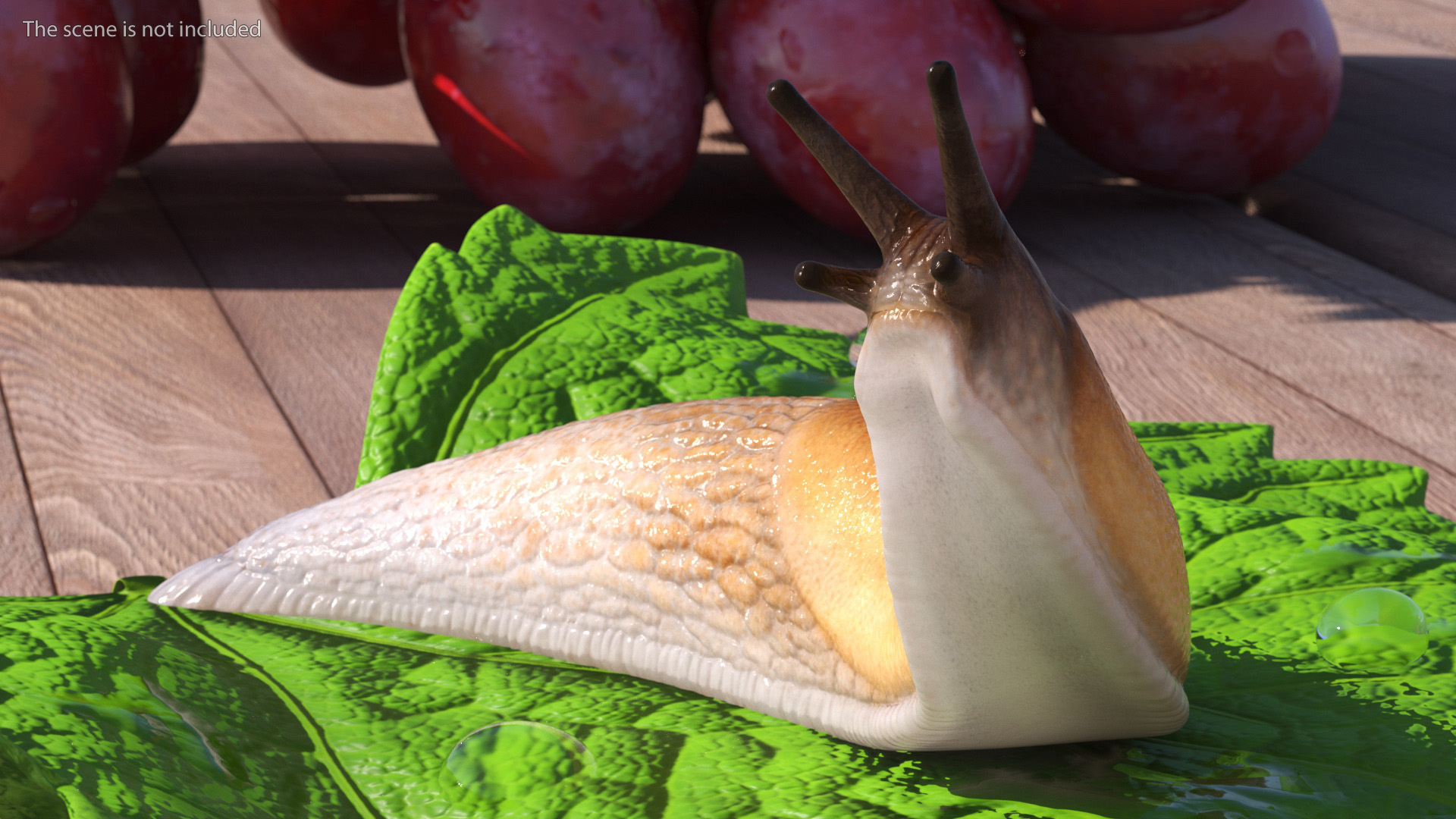 Lusitanian Slug Reaching Up 3D