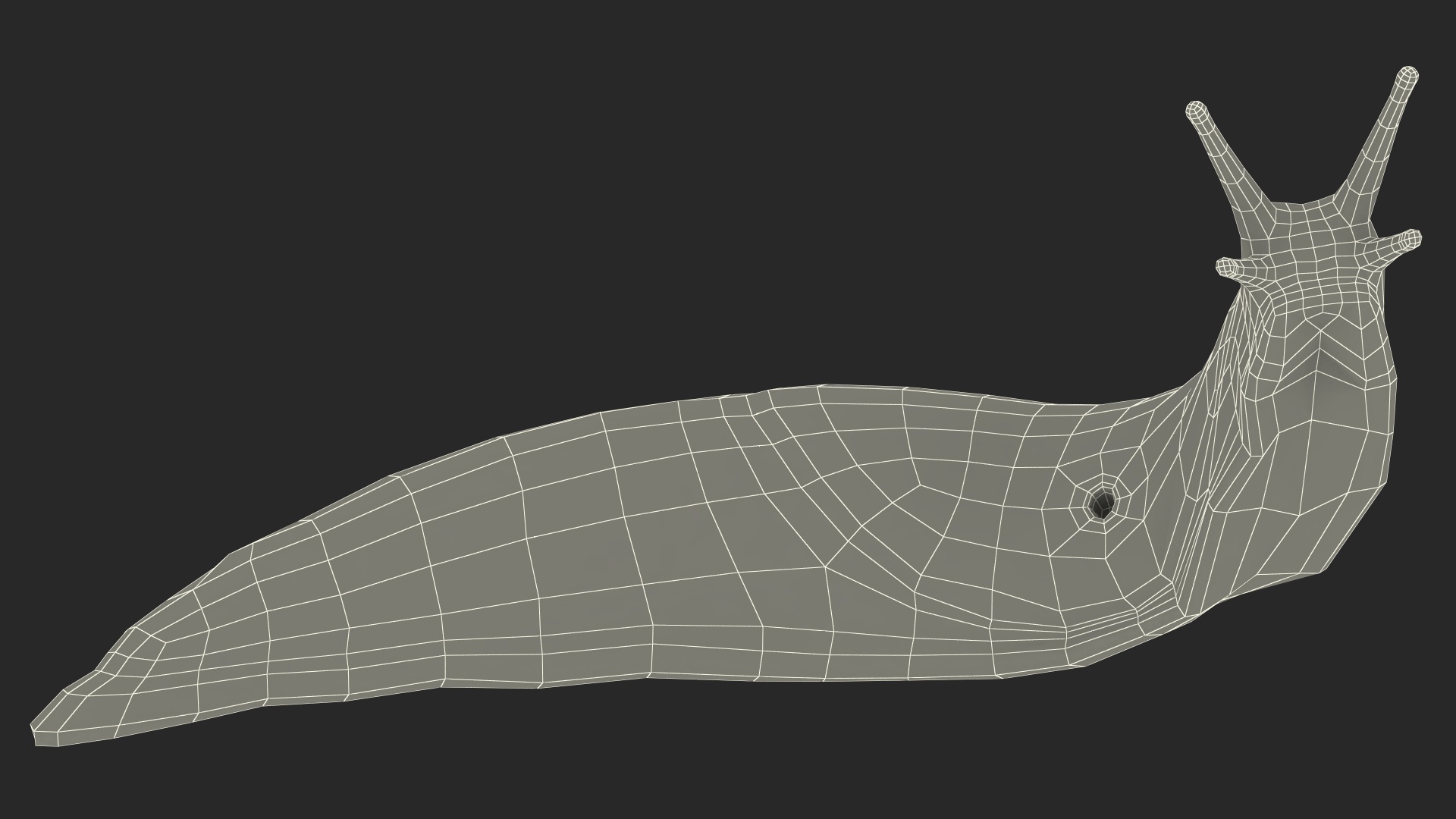 Lusitanian Slug Reaching Up 3D