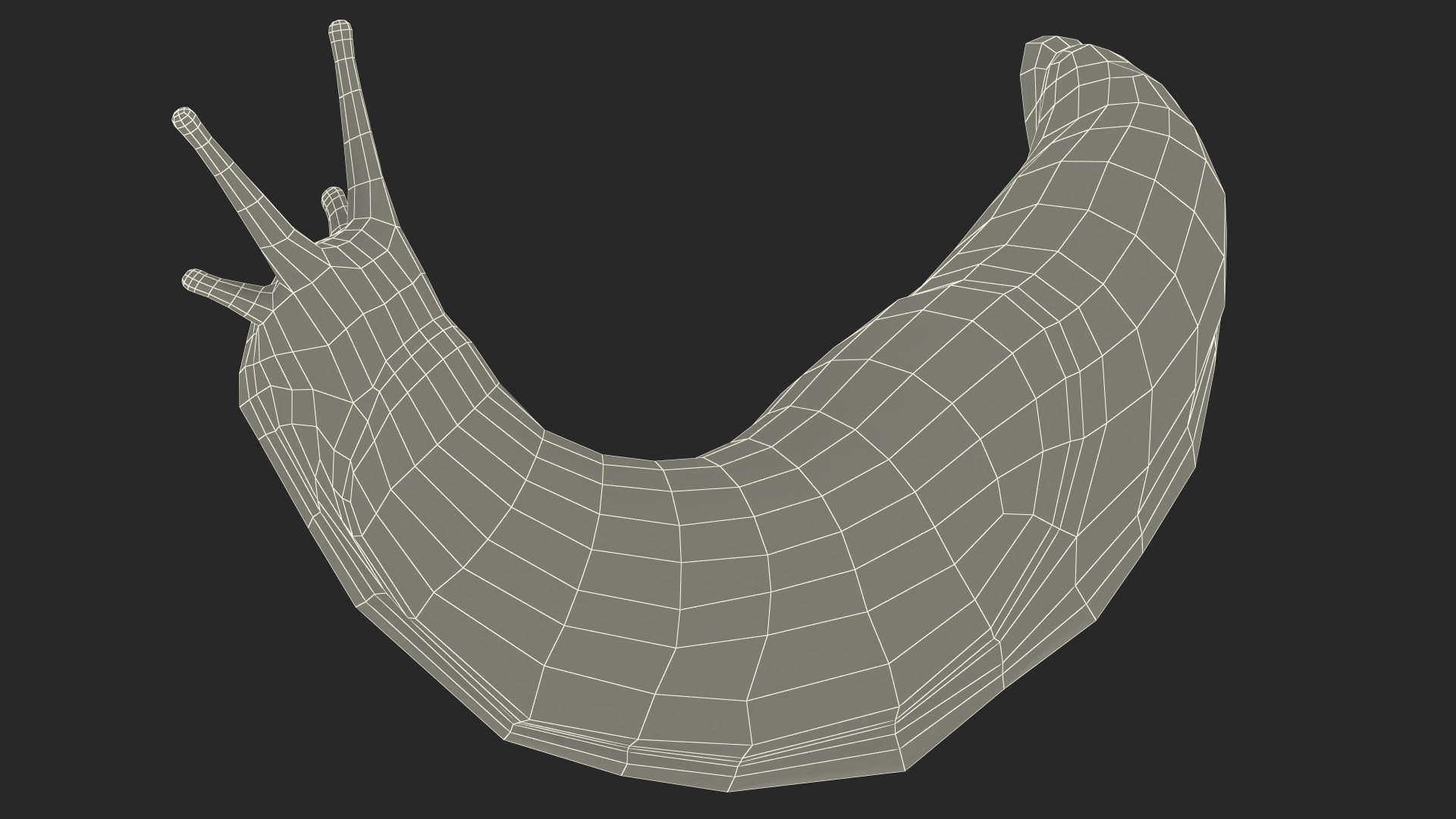 Lusitanian Slug Reaching Up 3D