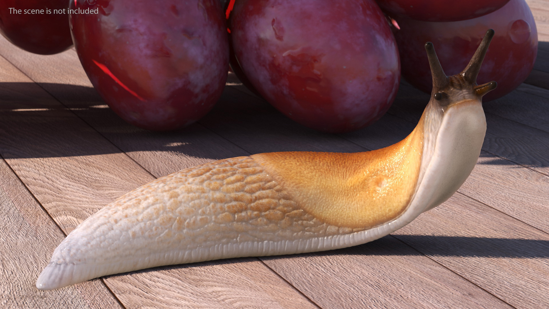Lusitanian Slug Reaching Up 3D
