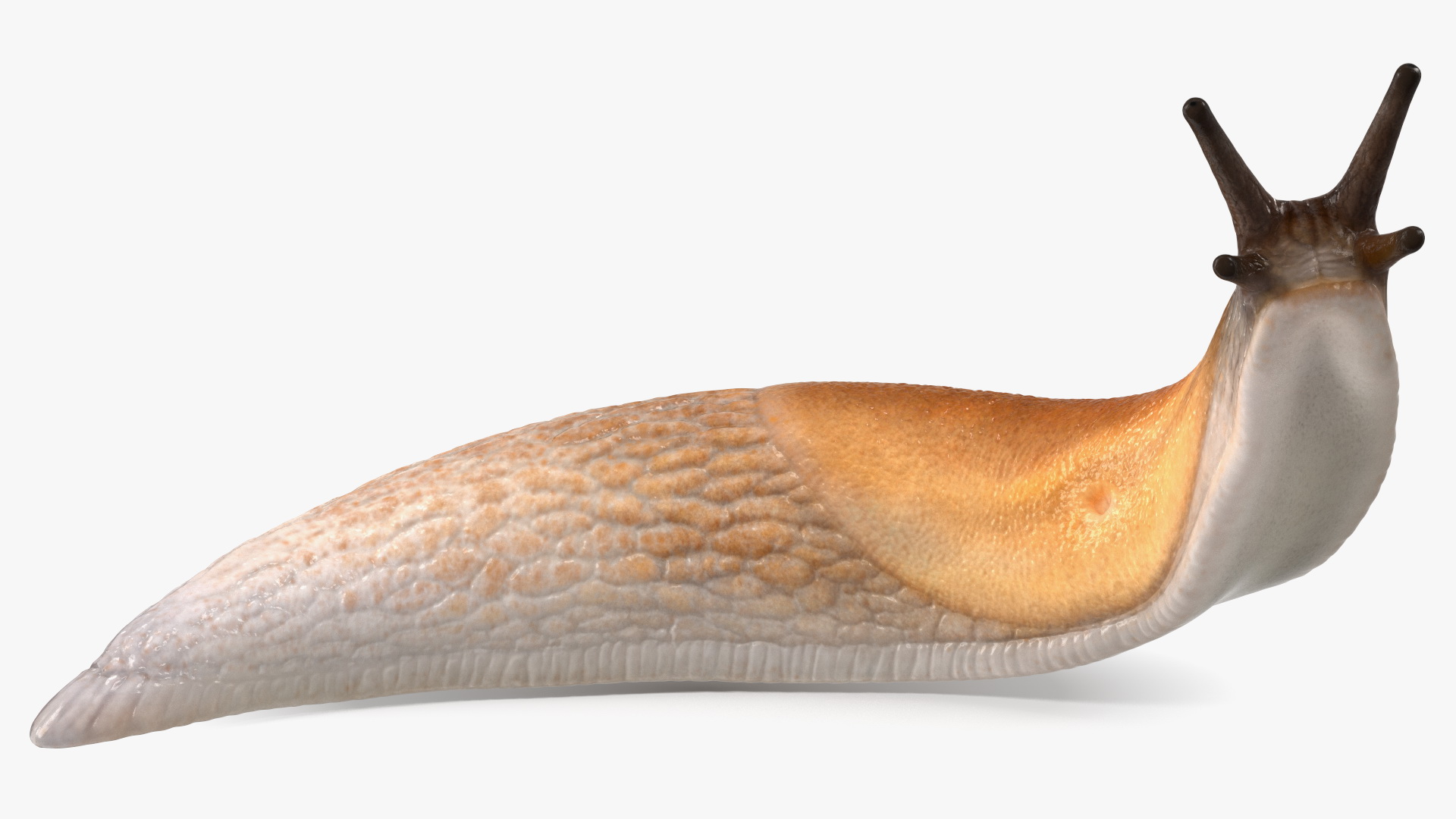 Lusitanian Slug Reaching Up 3D