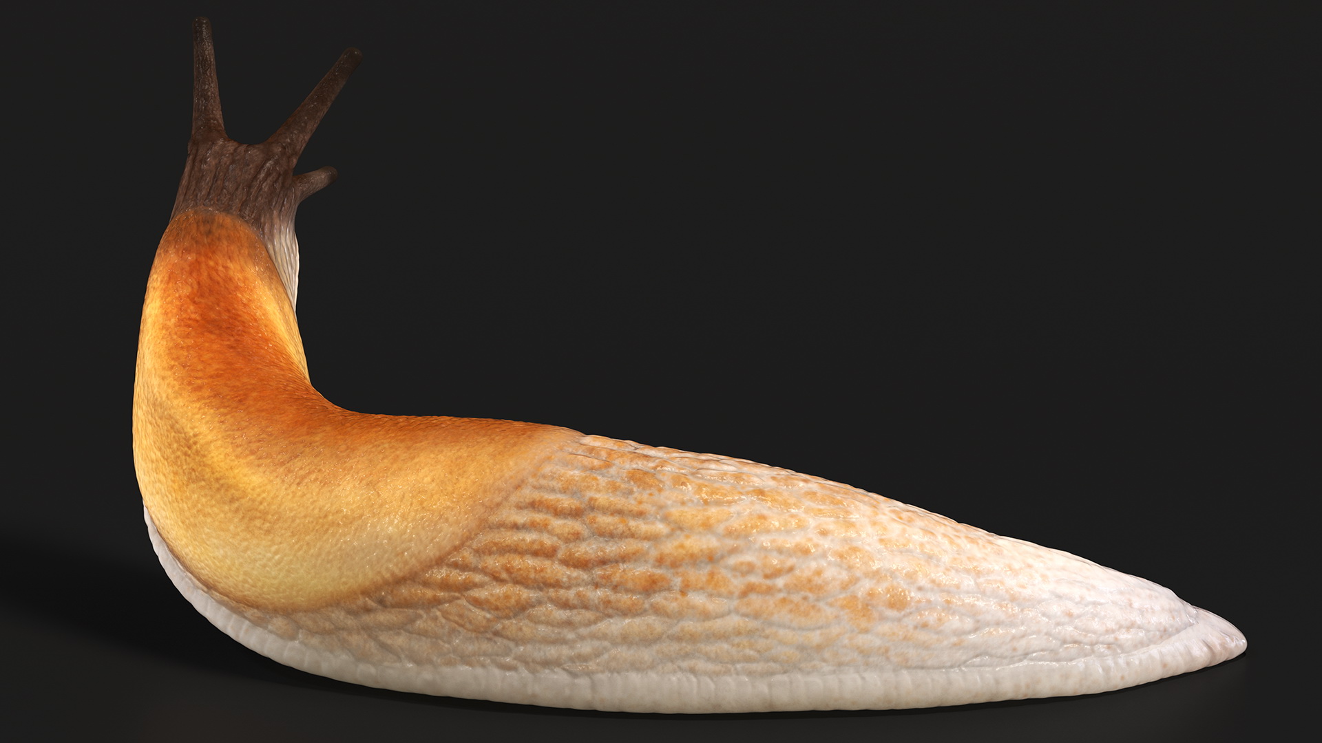 Lusitanian Slug Reaching Up 3D