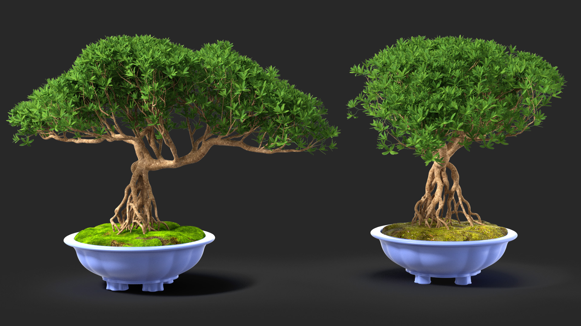 3D Small Bonsai Tree in Pot Fur model