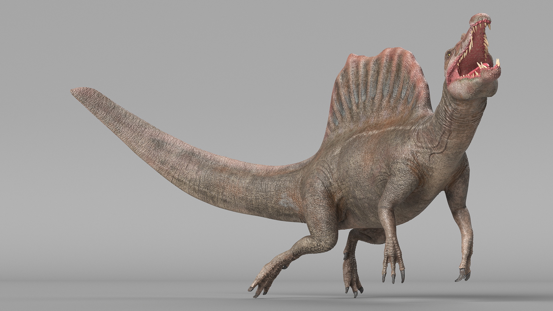 3D model Spinosaurus Swimming Pose