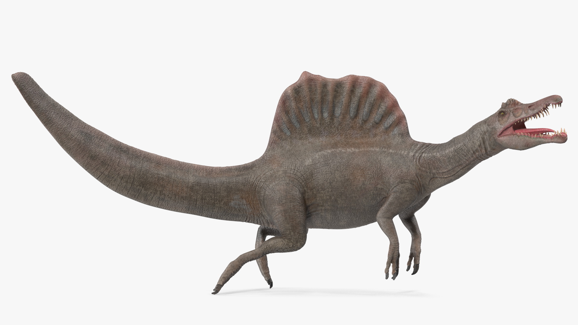 3D model Spinosaurus Swimming Pose
