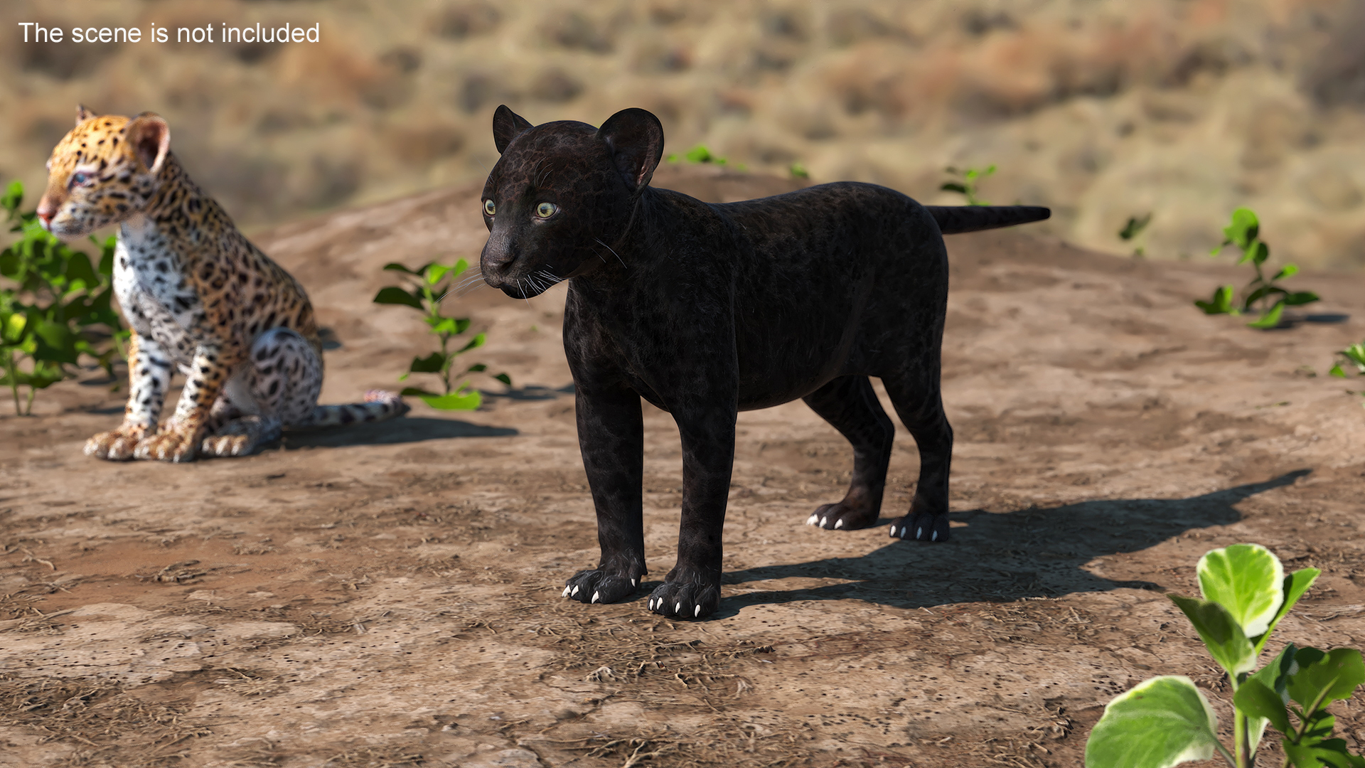 3D Panther Cub