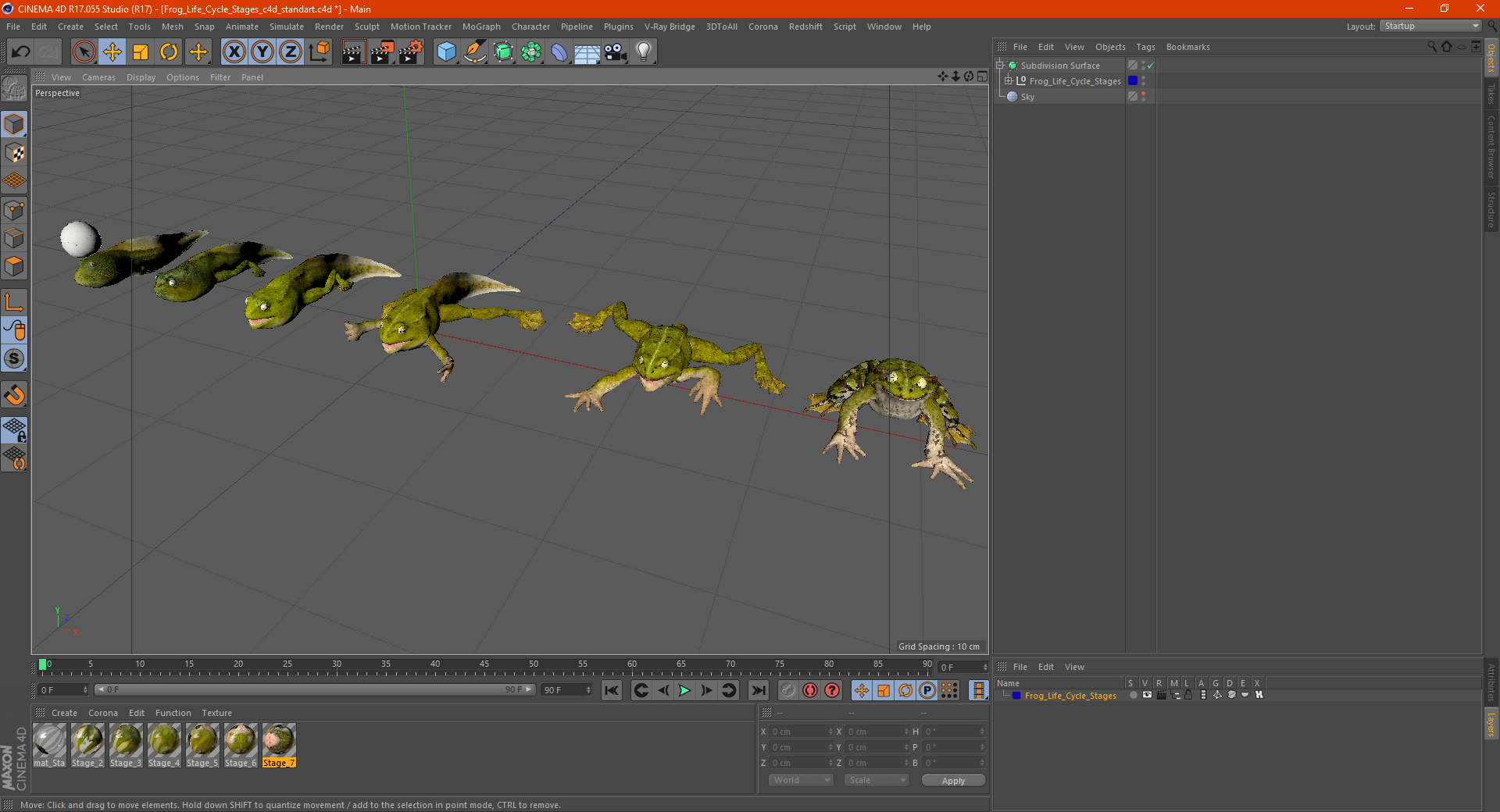 Frog Life Cycle Stages 3D