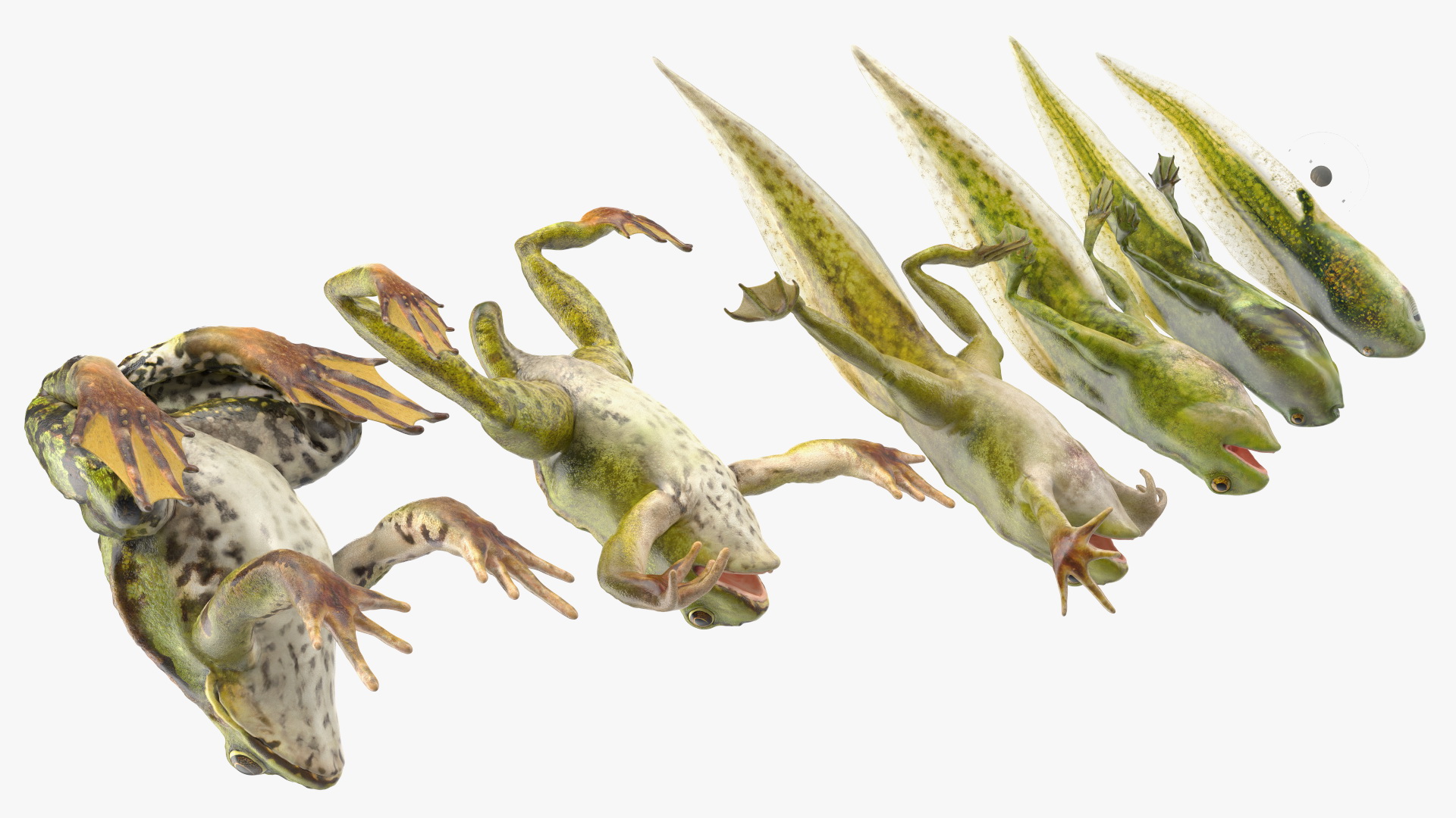 Frog Life Cycle Stages 3D