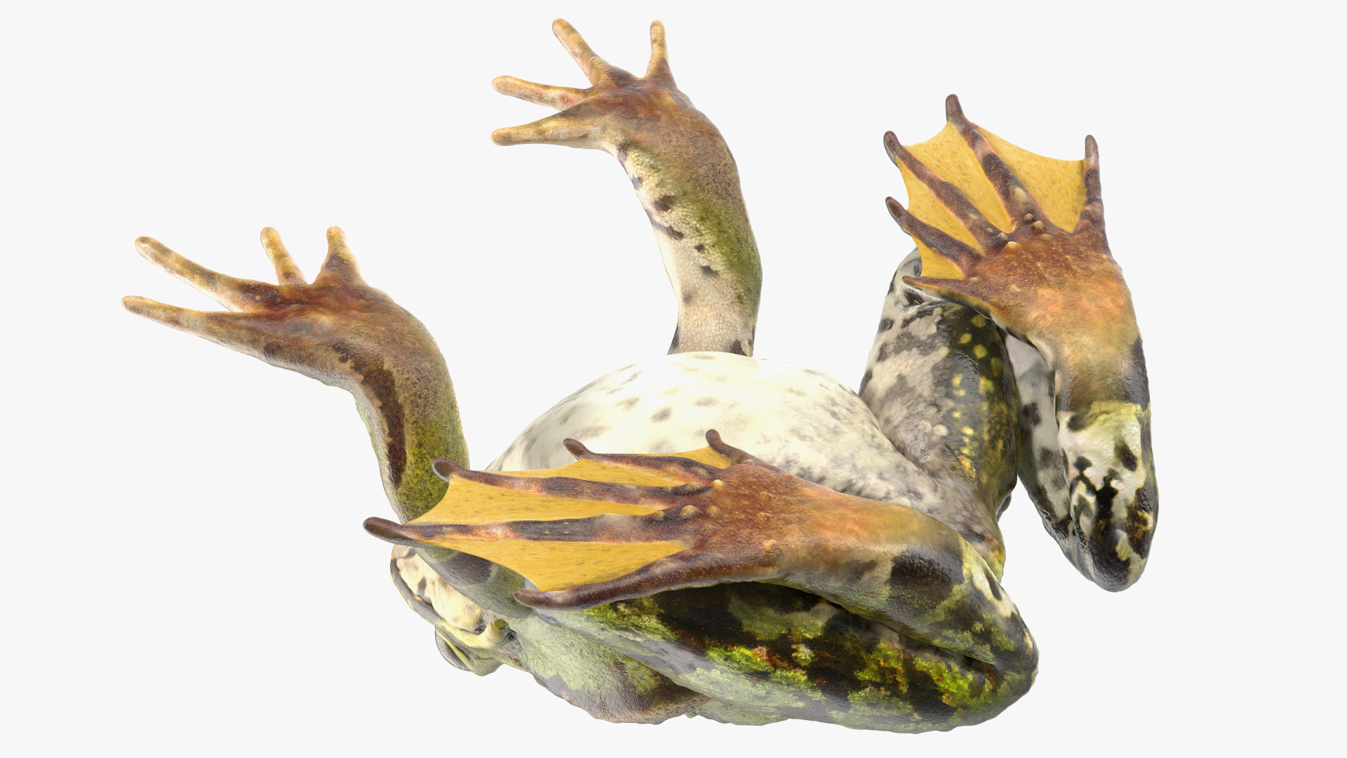 Frog Life Cycle Stages 3D