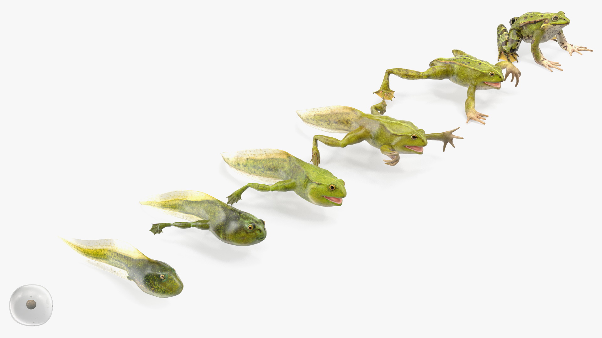 Frog Life Cycle Stages 3D